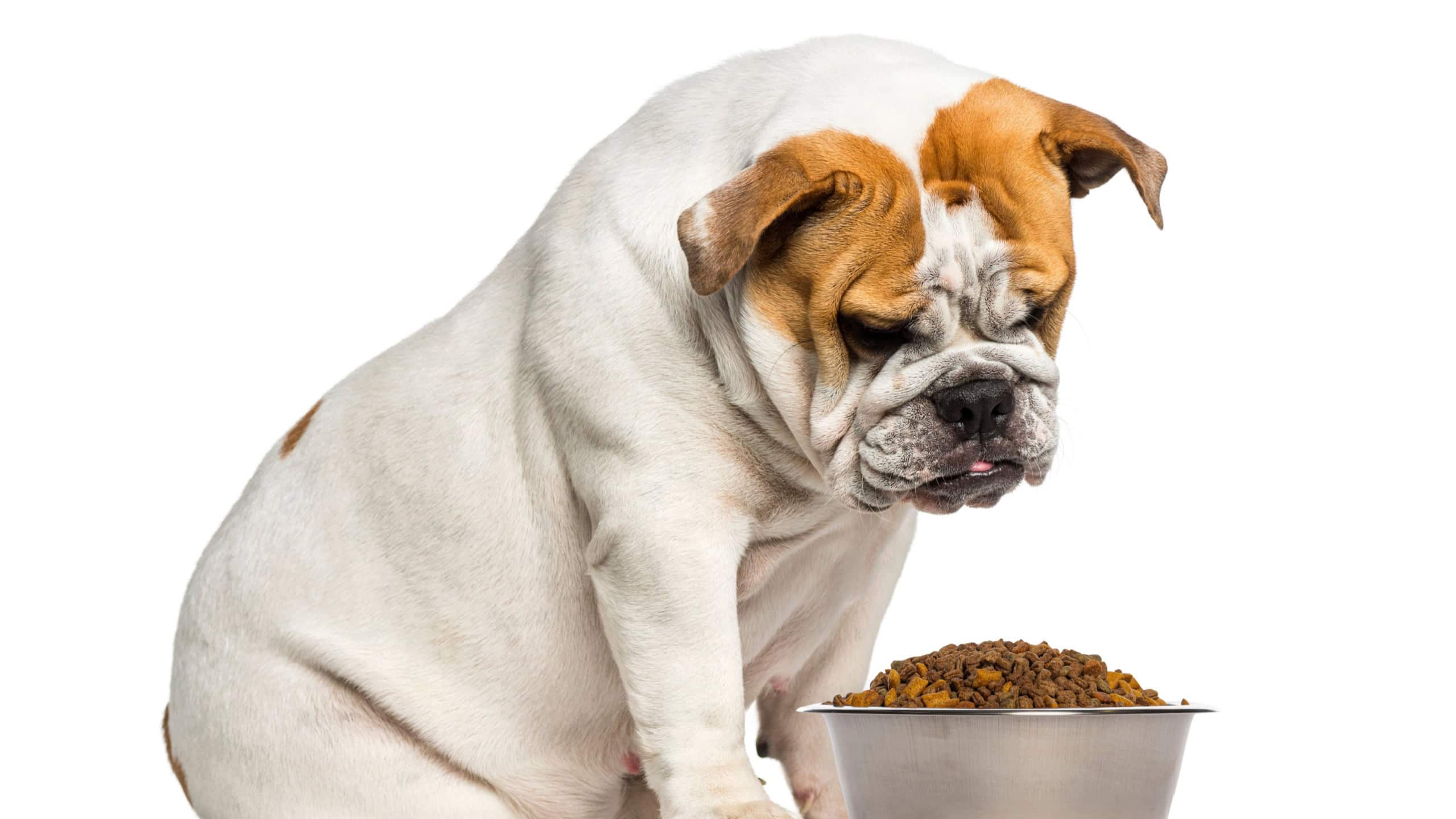 Bulldog dog looking down, showing disinterest in food bowl