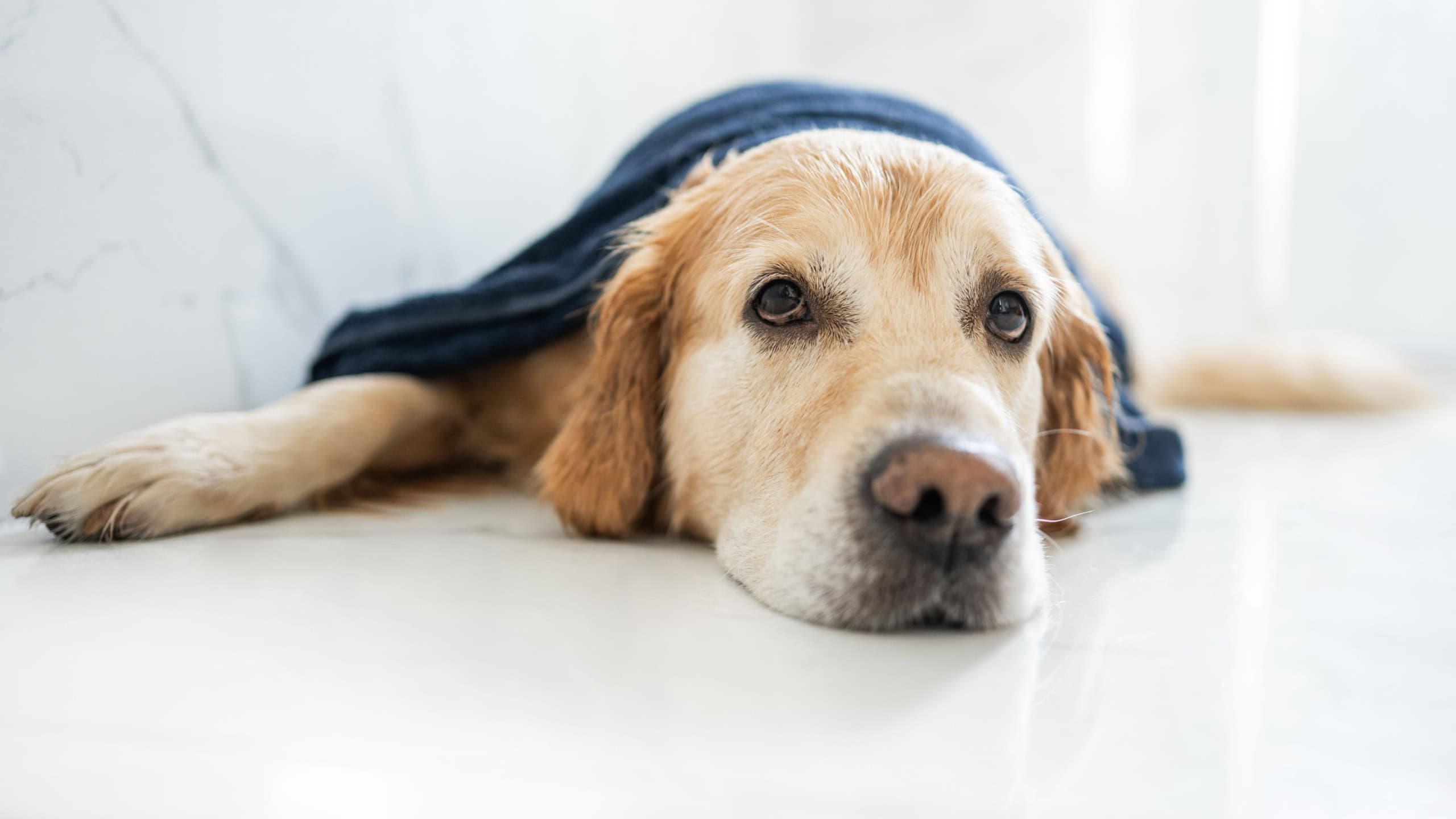 Golden Retriever Dog Lying In Bathtub After Bath In Towel