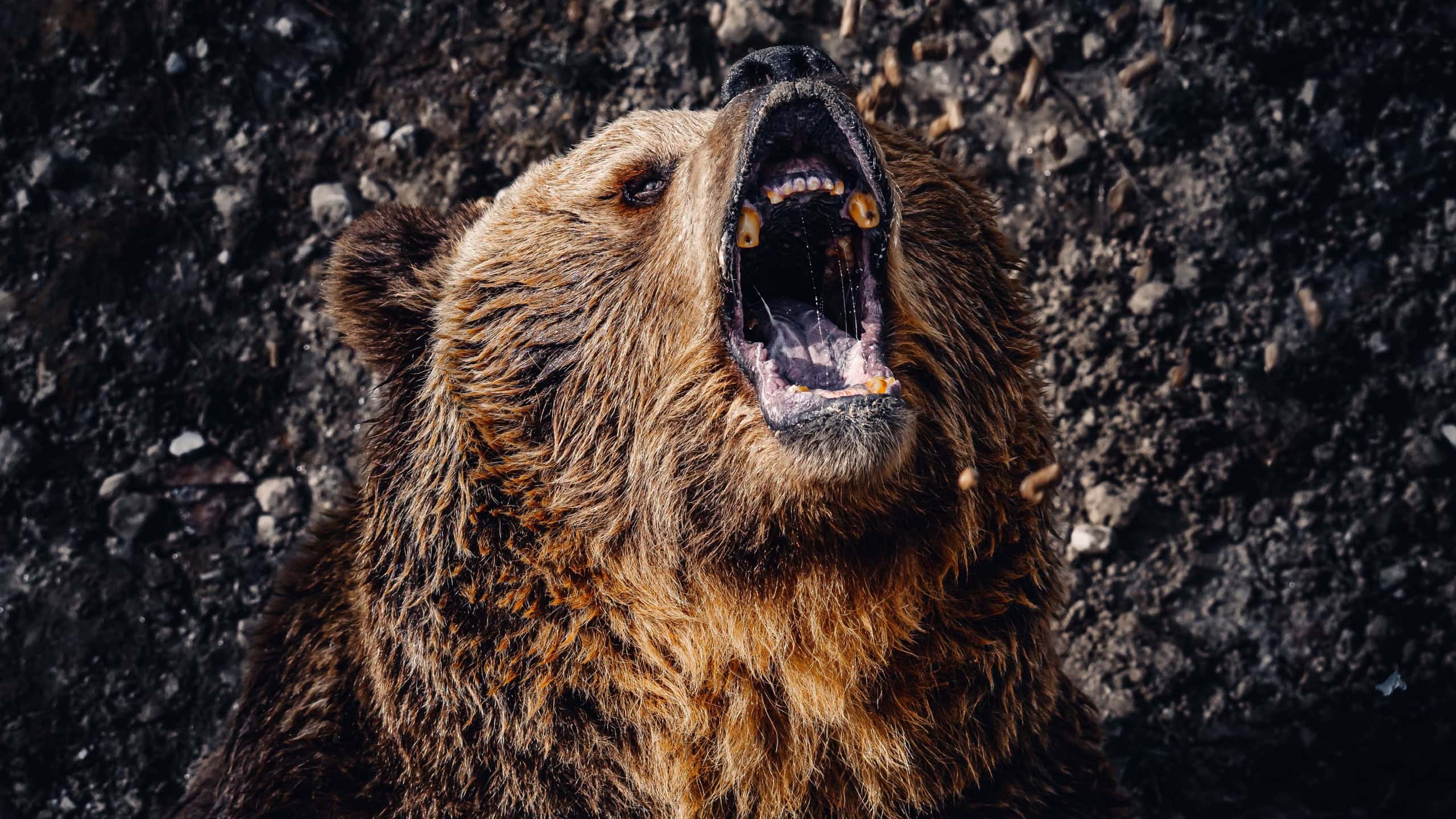 A closeup portrait of a roaring brown bear head