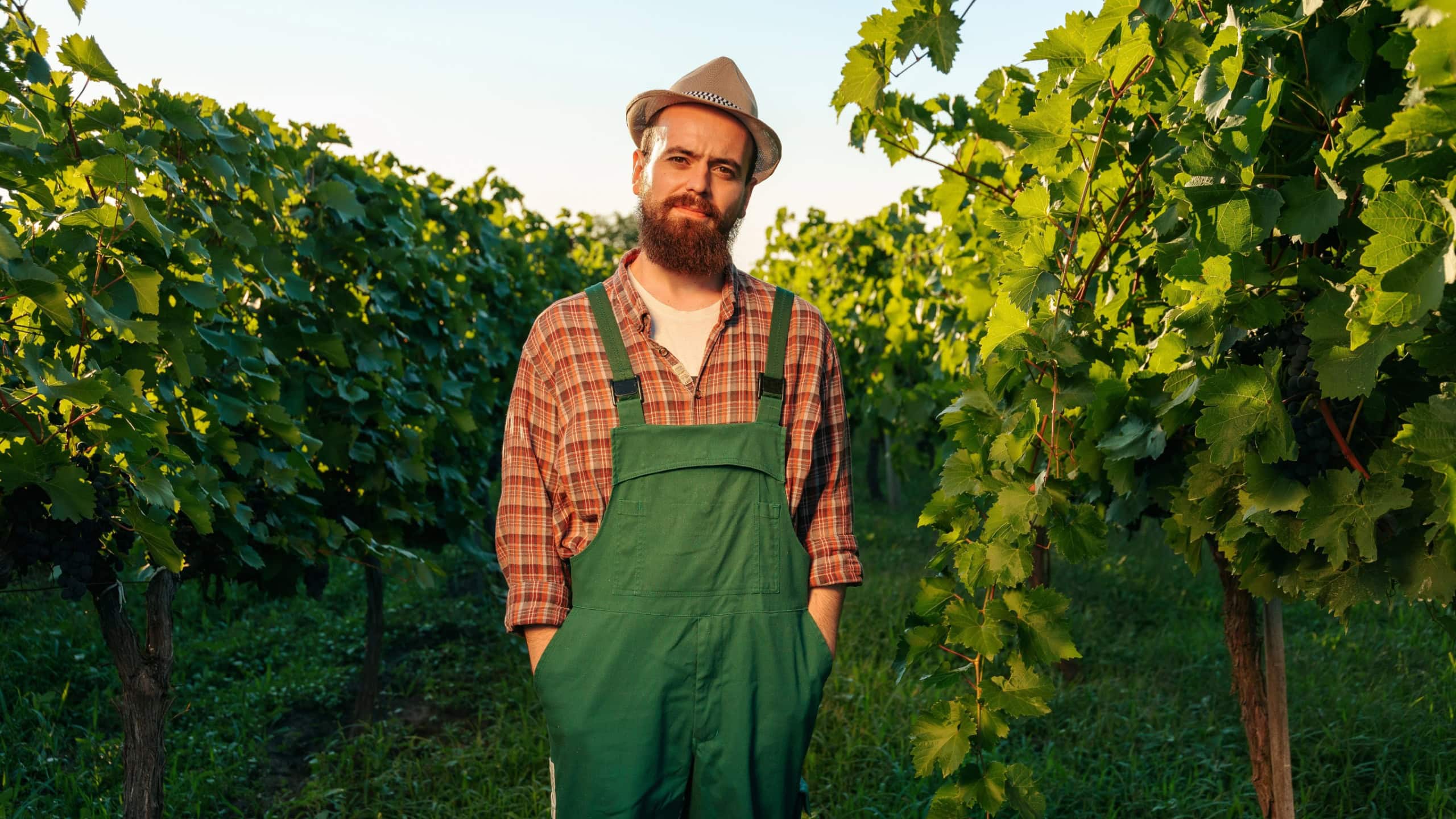 Top view looking at camera young male farmer standing with hands in pockets smiling enjoying relaxing in vineyard. winemaking worker on the background of green plantations of the vine.