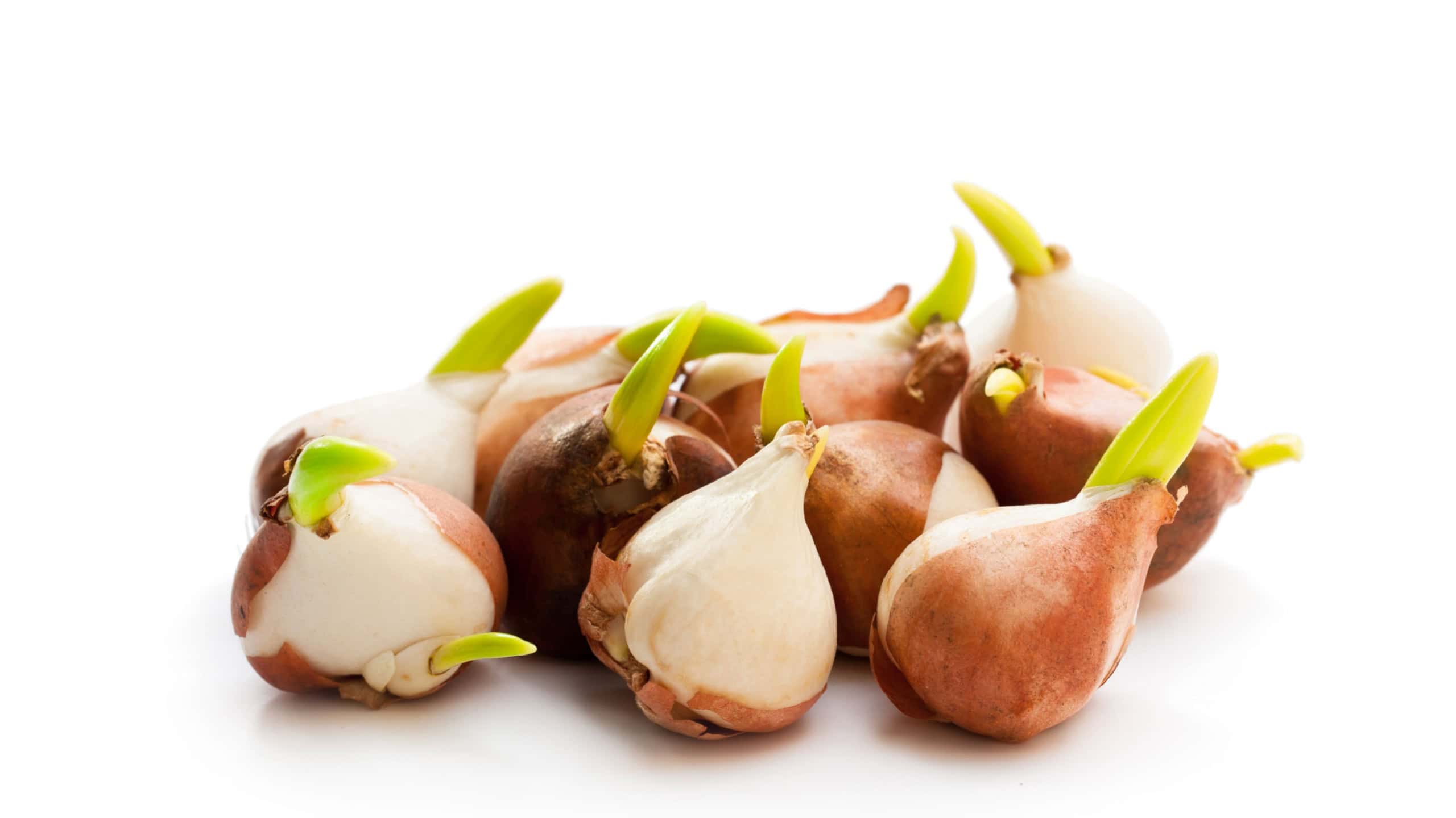 Tulip bulbs isolated on white