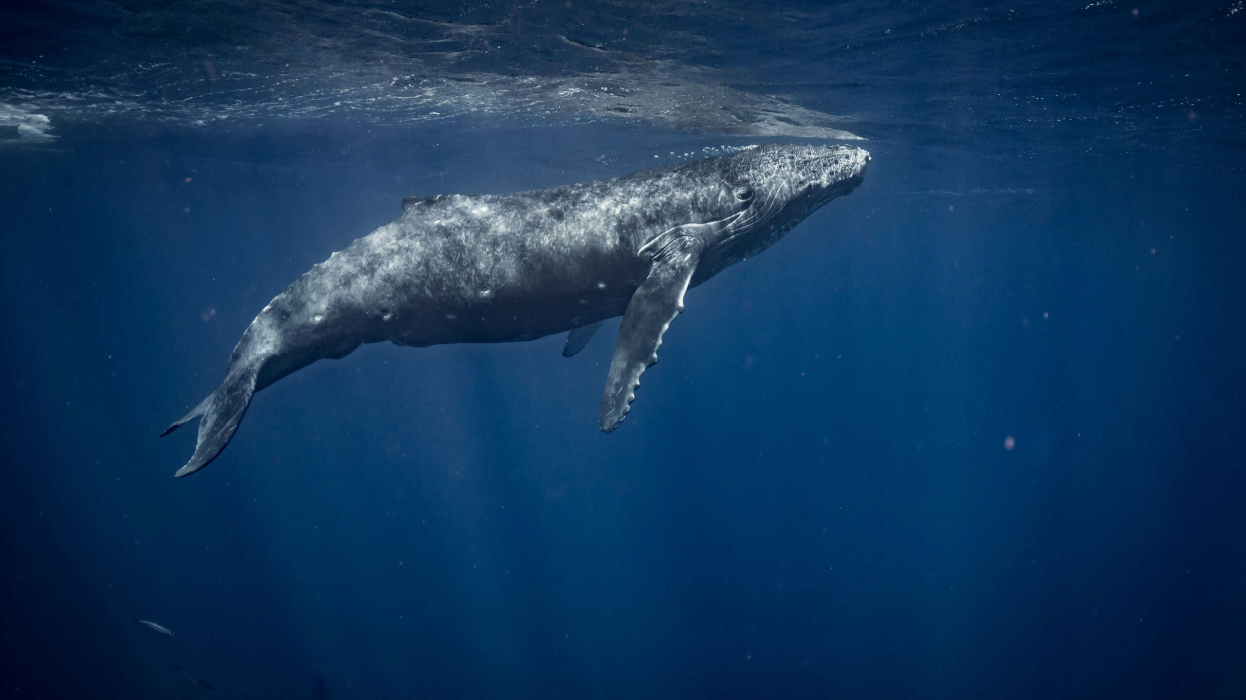 Humpback Whales of Hawaii
