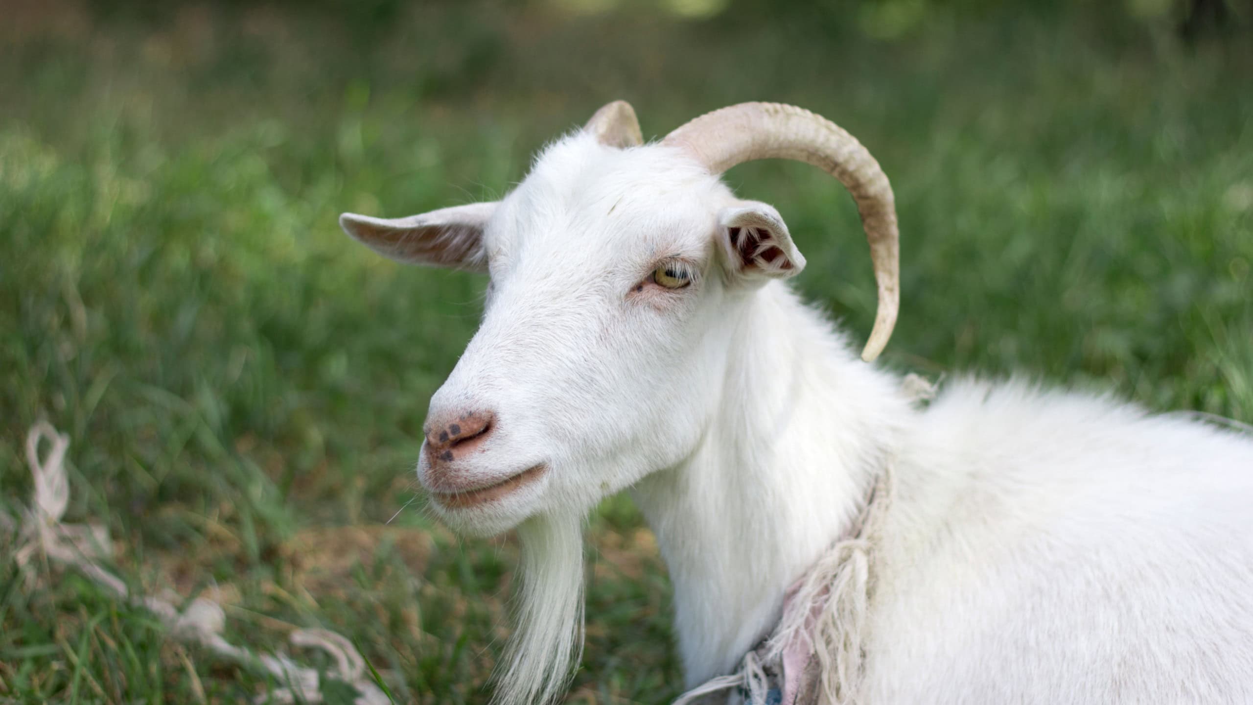 white goat close up on a meadow agriculture