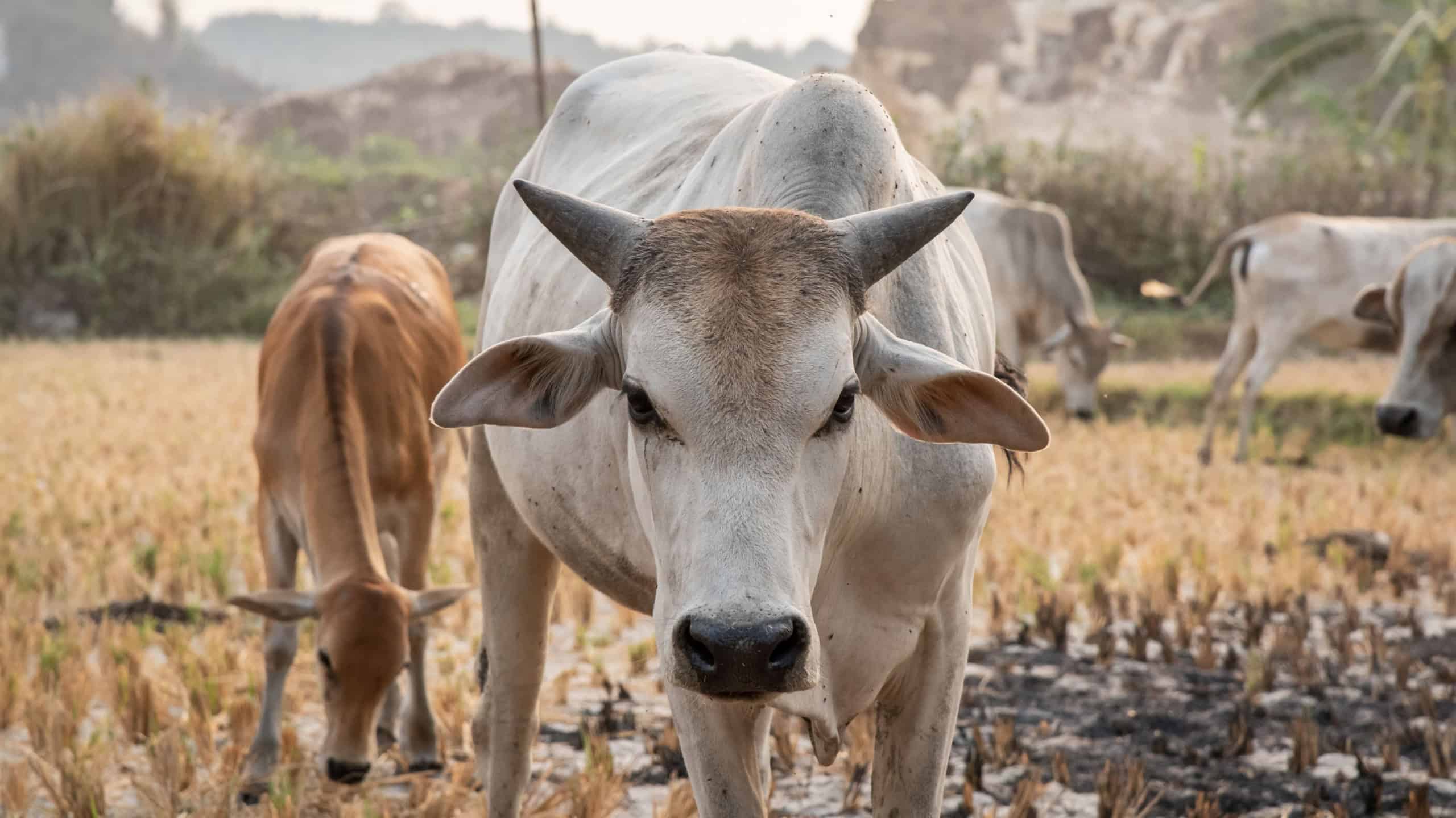 Group of oxen, eating dry grass on the dry rice field