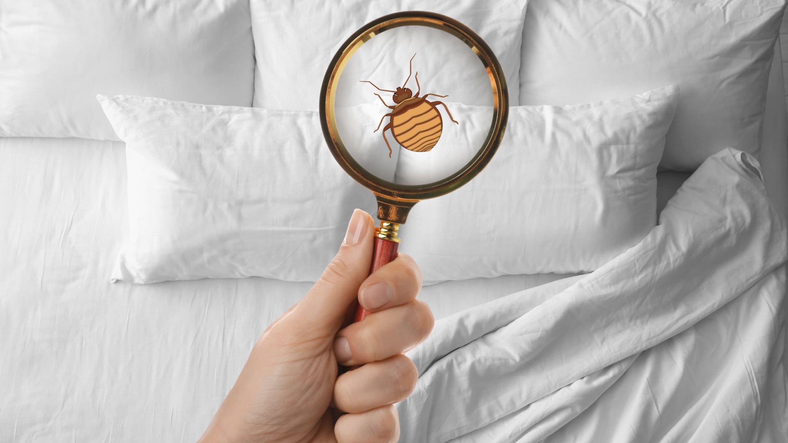 Woman with magnifying glass detecting bed bugs in bedroom, top view