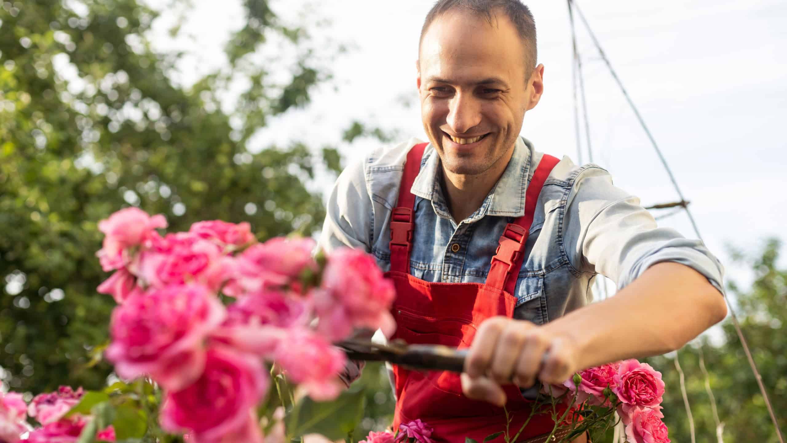 the gardener prunes the roses.