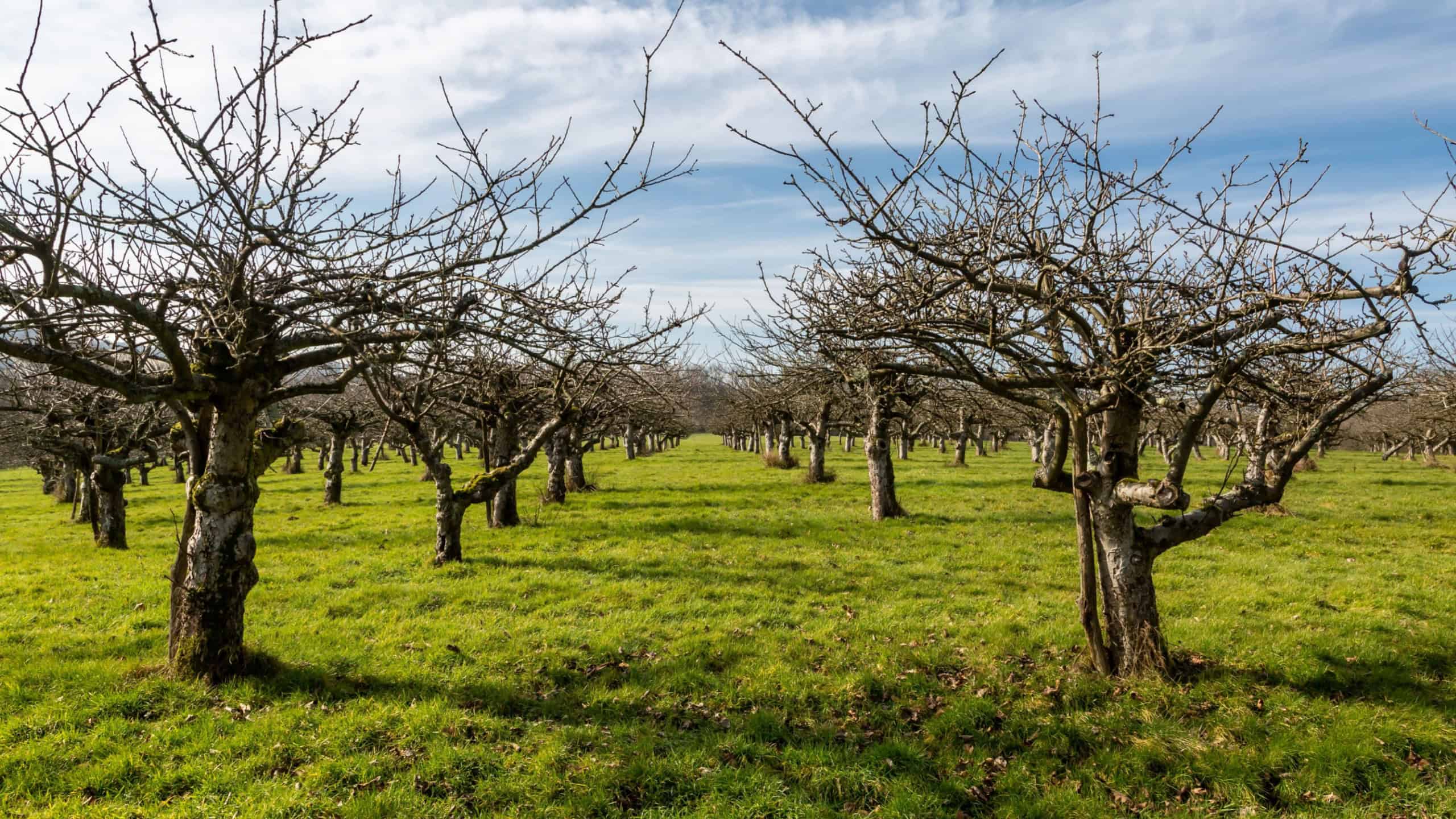An apple orchard in winter, with rows of bare trees