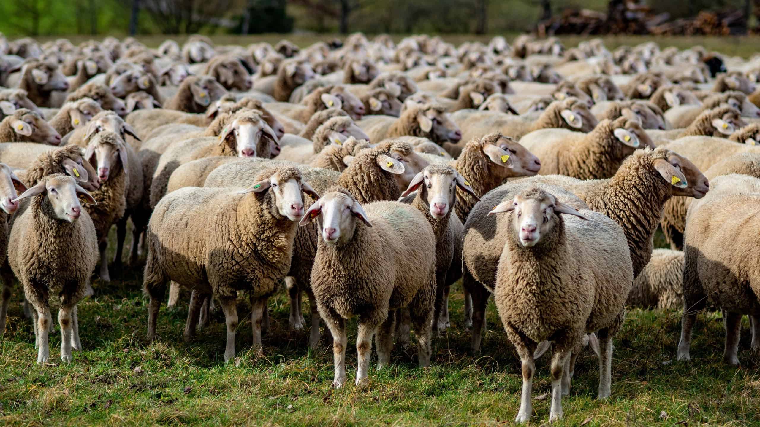 Many sheep graze on a meadow