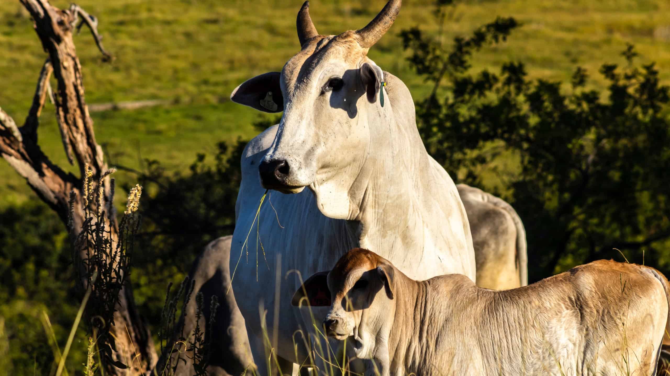 Herd of zebu Nellore animals in a pasture area of a beef cattle farm in Brazil