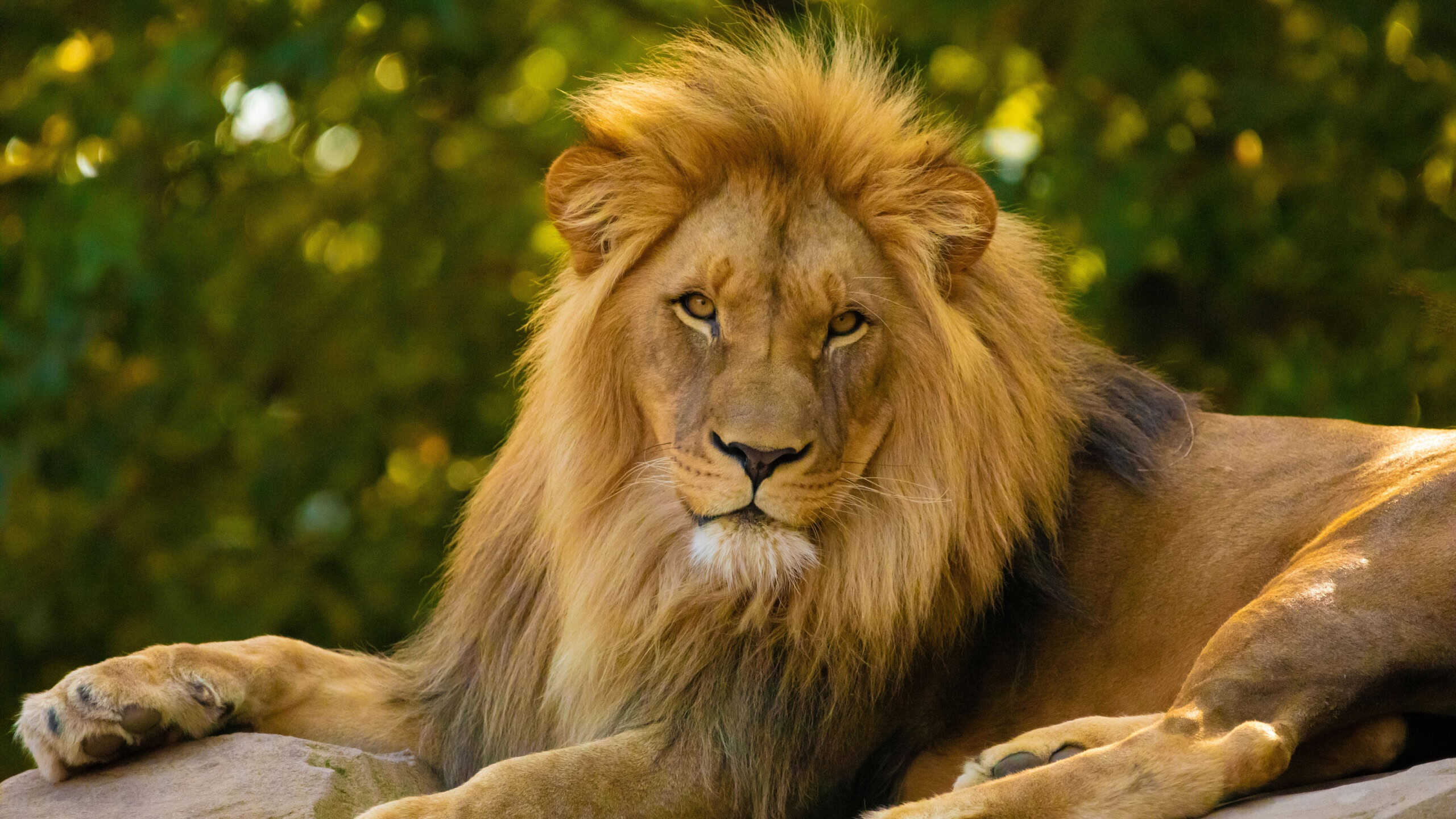 lion in bright golden rays setting sun. Close-up. Love and tenderness king of beasts. Nature yellow background with wild animals