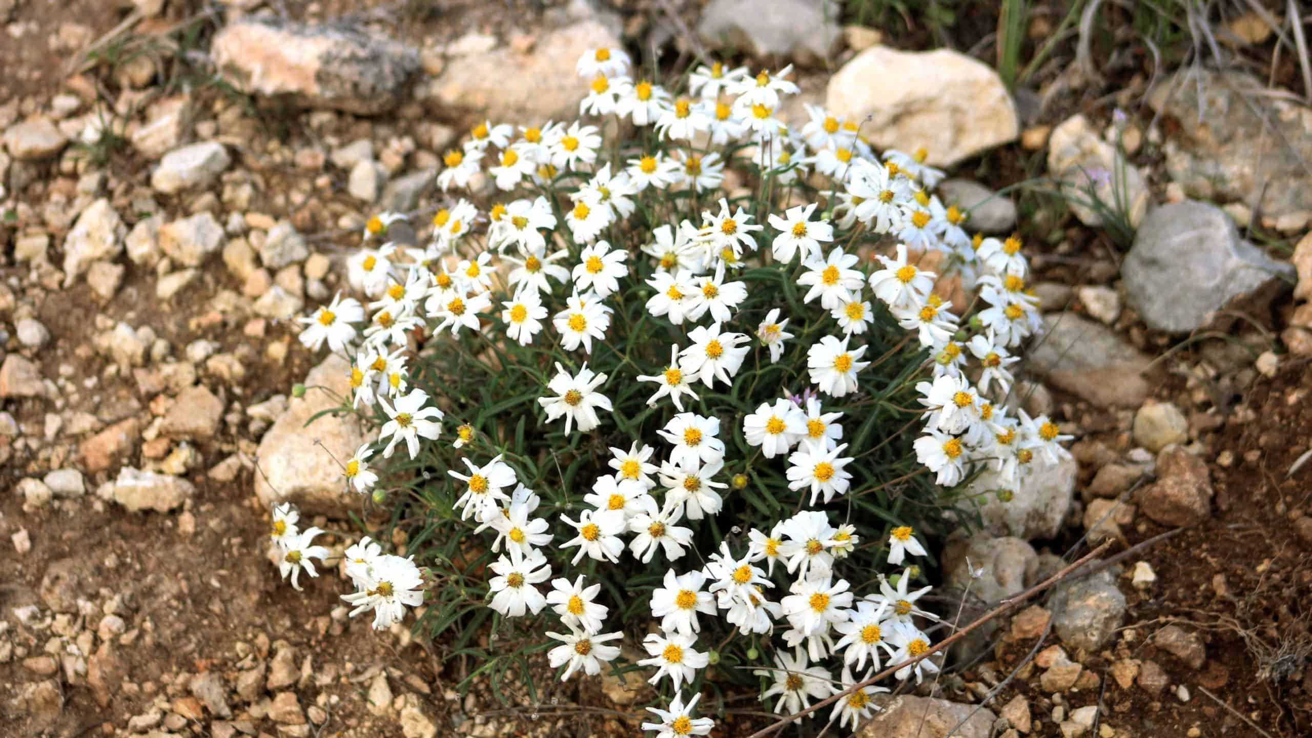 A beautiful view of blackfoot daisy flowers growing in a field