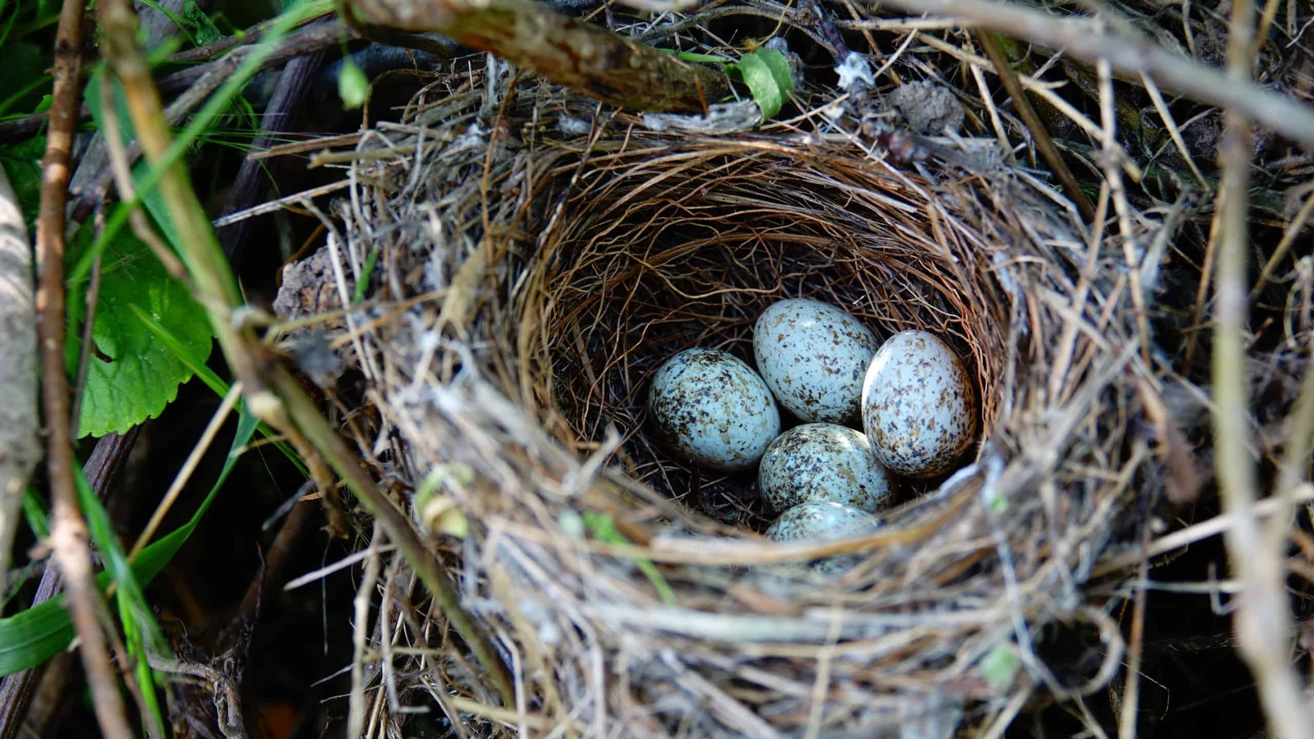 A closeup of eggs in a bird nest