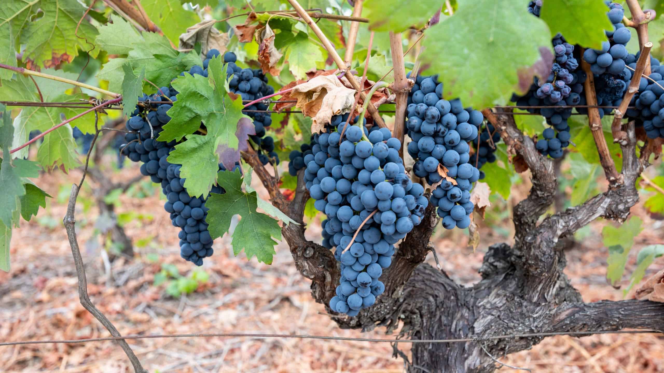 Bunches of ripe red grapes hanging on old grapevines in a sunny vineyard