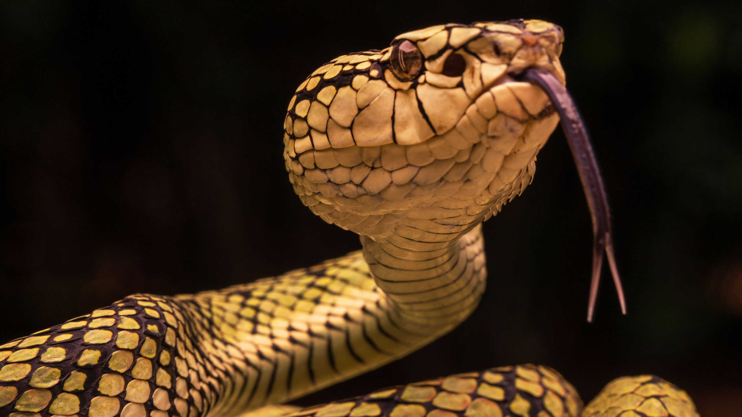 Close-up of a snake with intricate scales and forked tongue, showcasing its detailed texture and natural beauty.