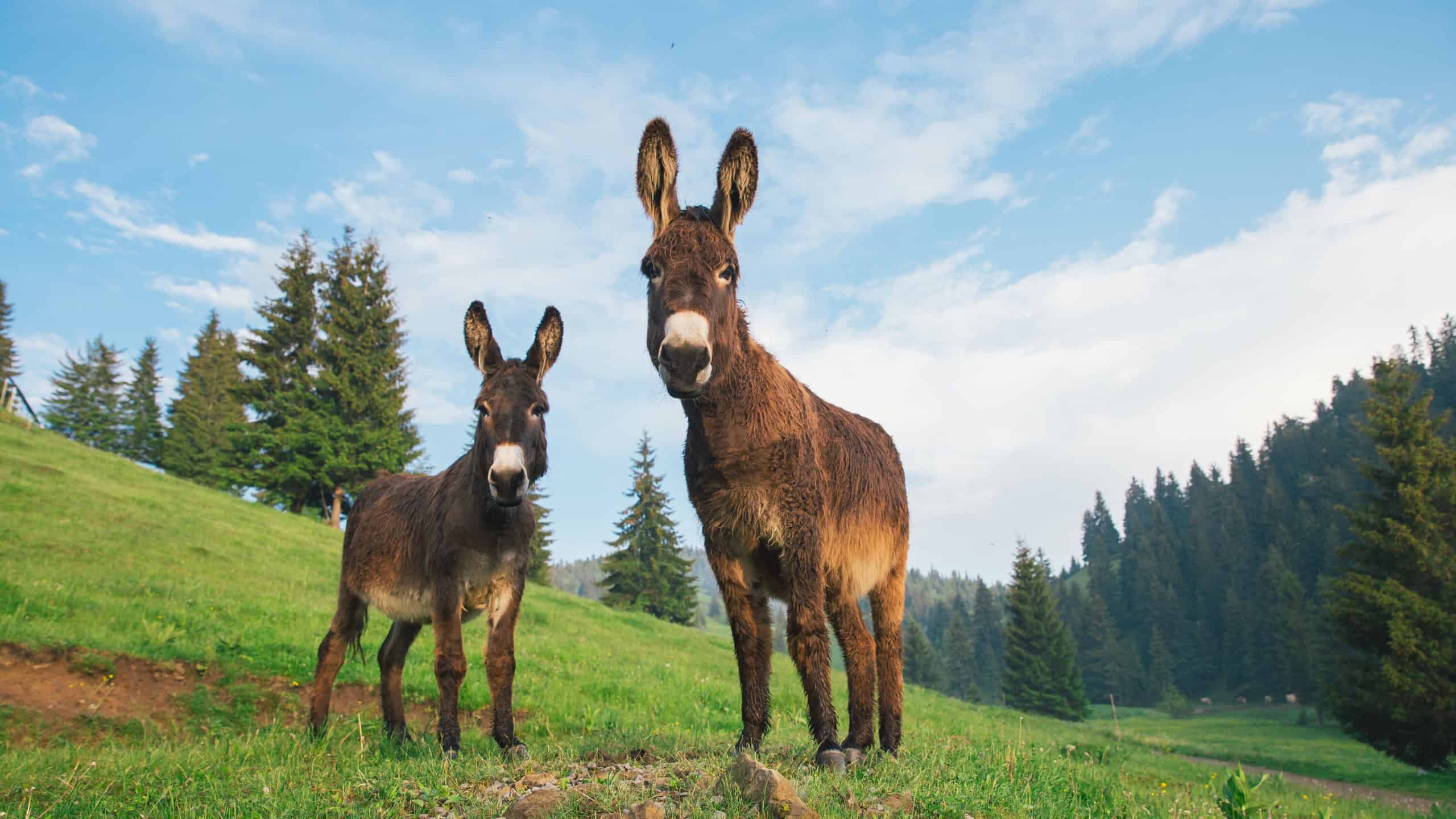 Picture of a funny donkey at sunset in Transylvania.