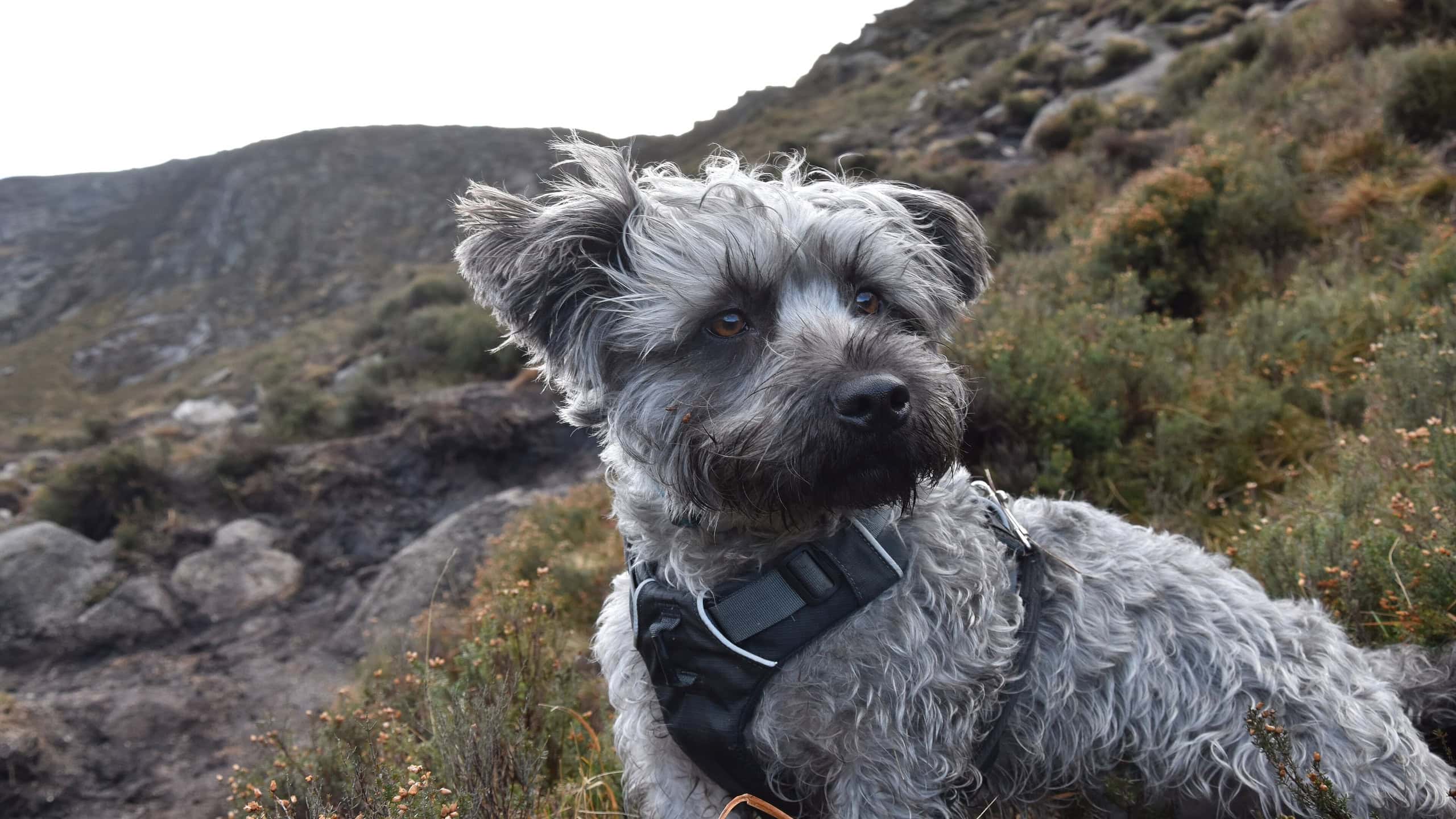 Blue Brindle Adult Male Glen of Imaal Terrier