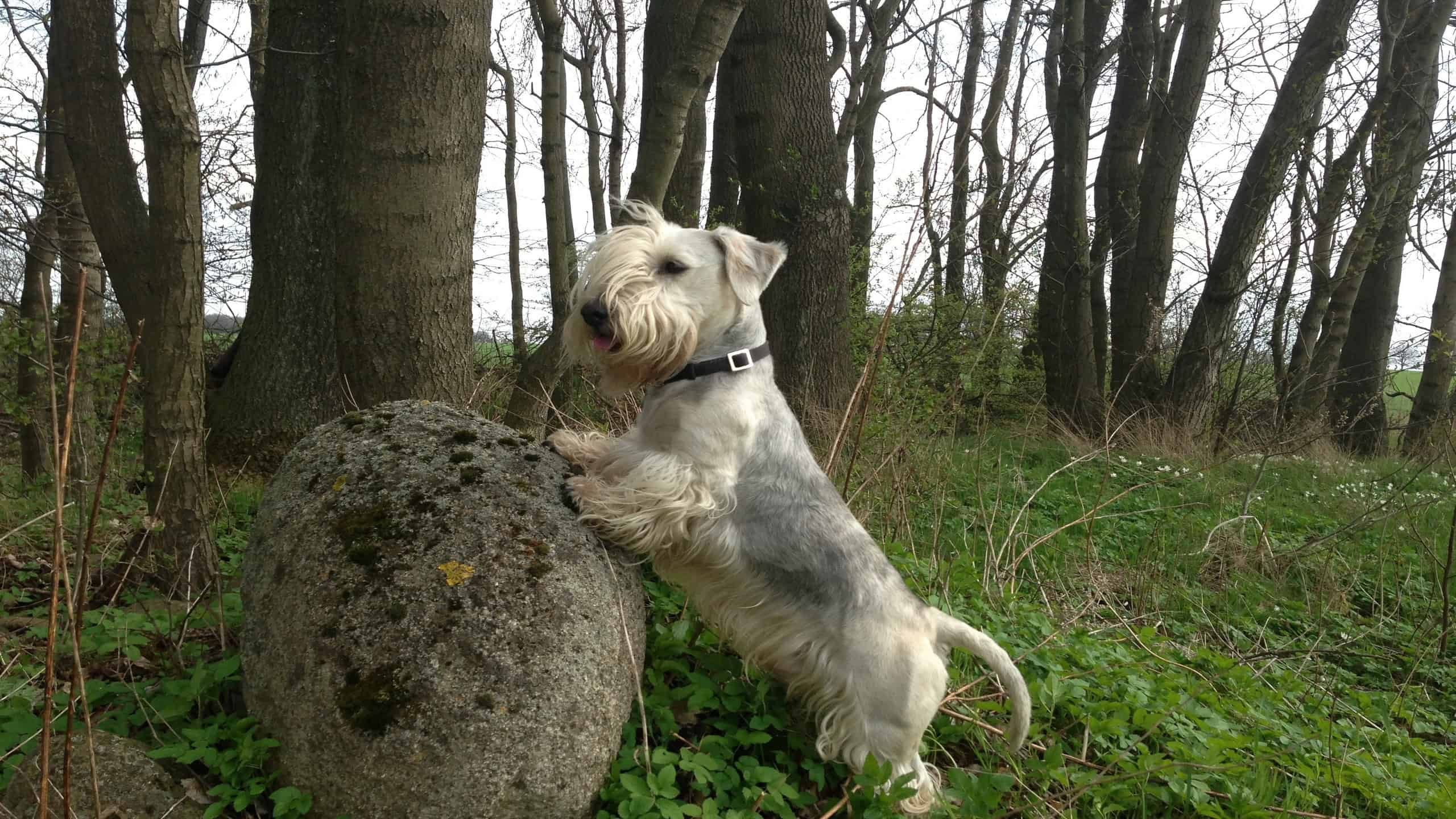Cesky-terrier-166314 640