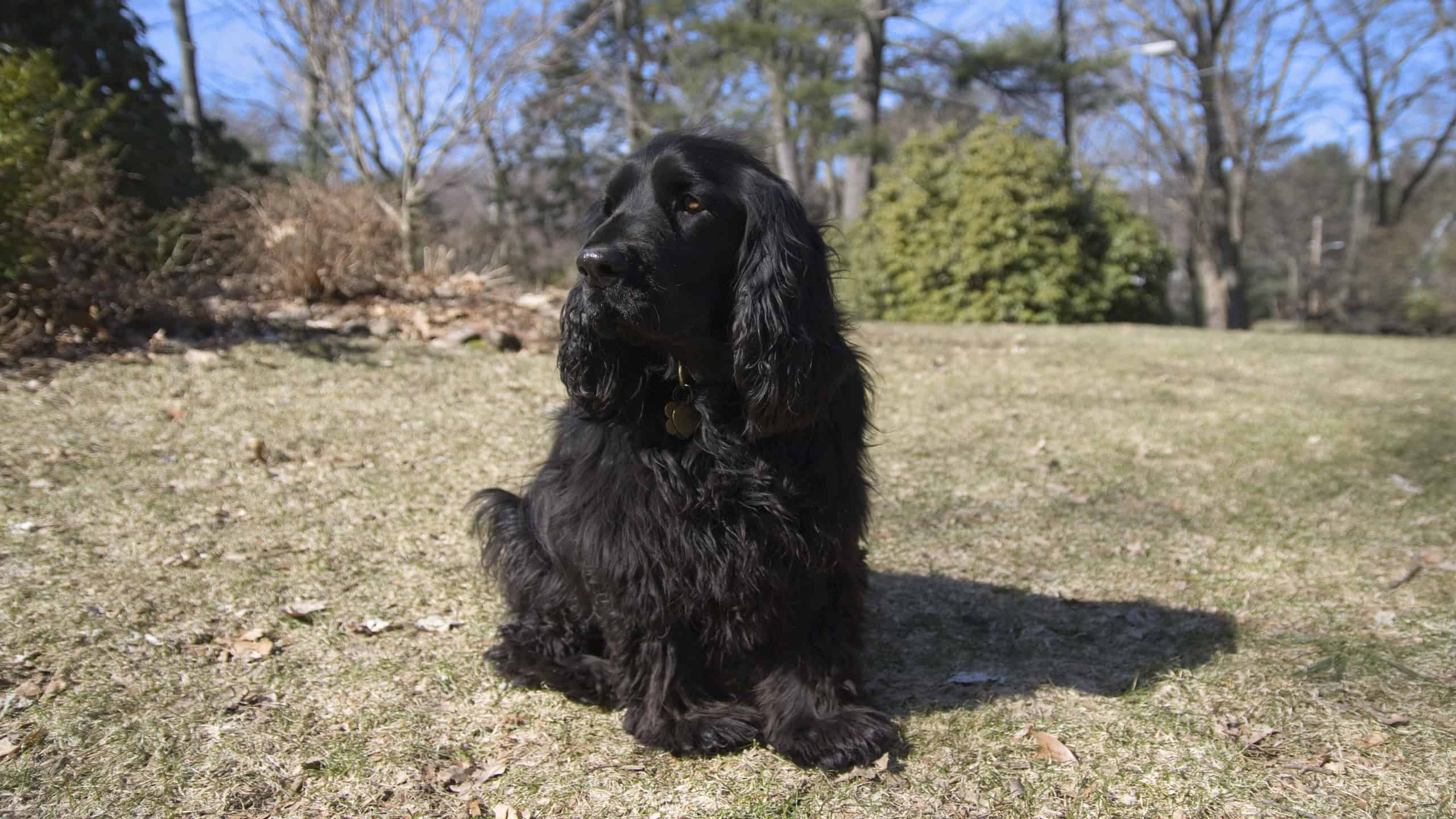 Field Spaniel