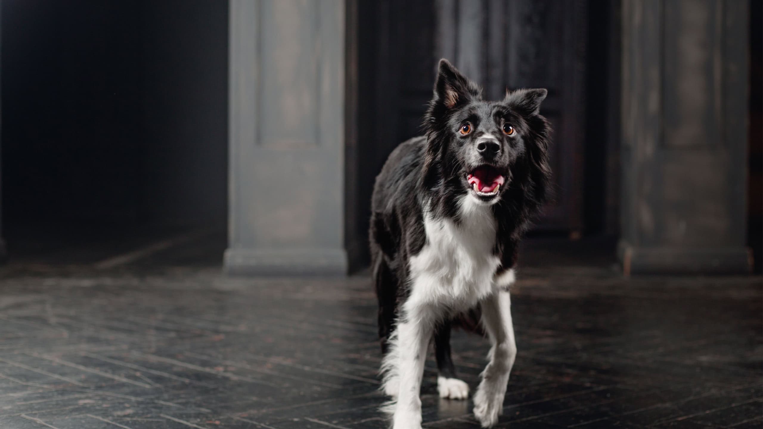 Dog in a black room. Vintage dark interior. Border Collie dog.
