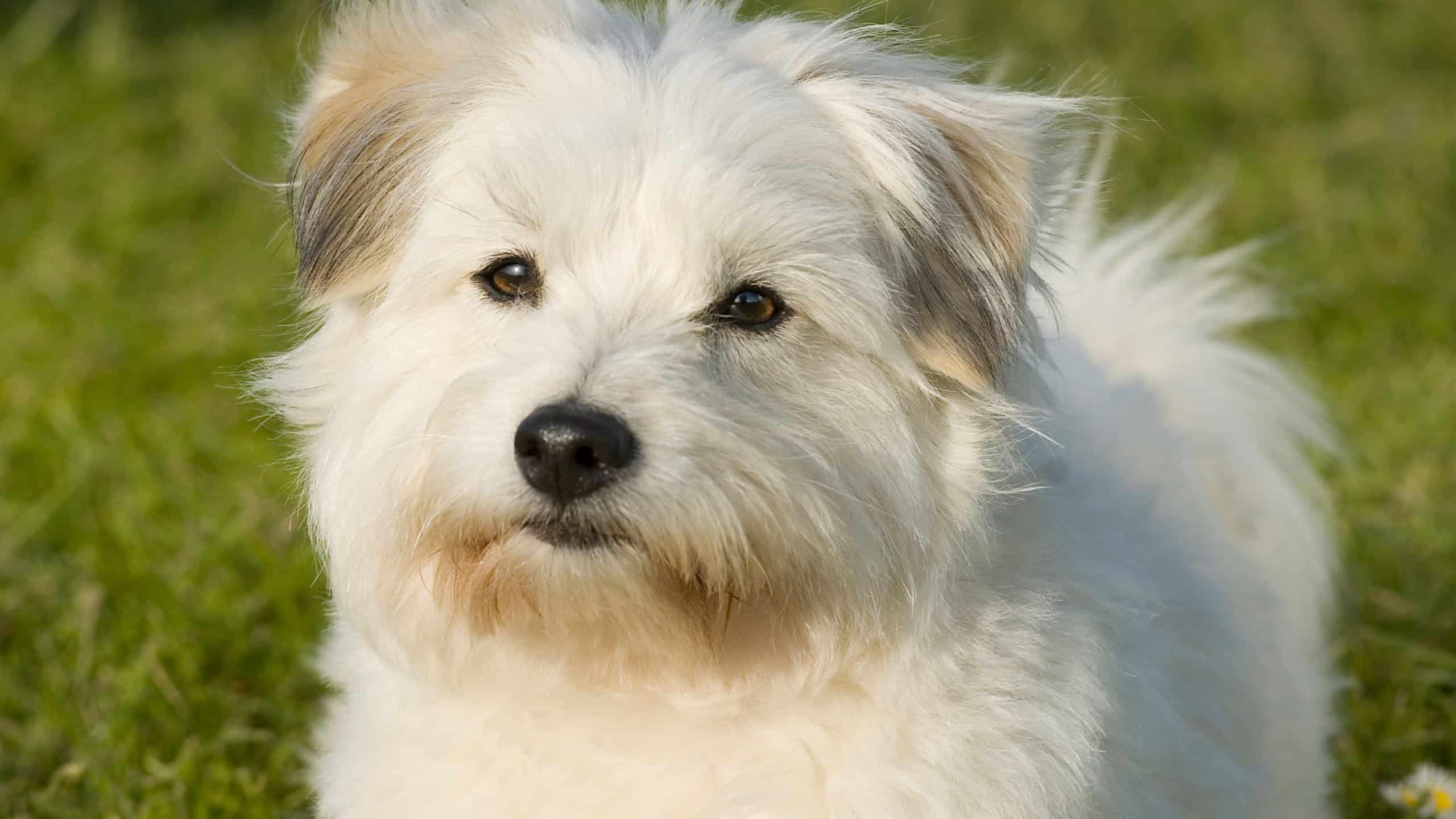 Coton de tulear dog in nature background