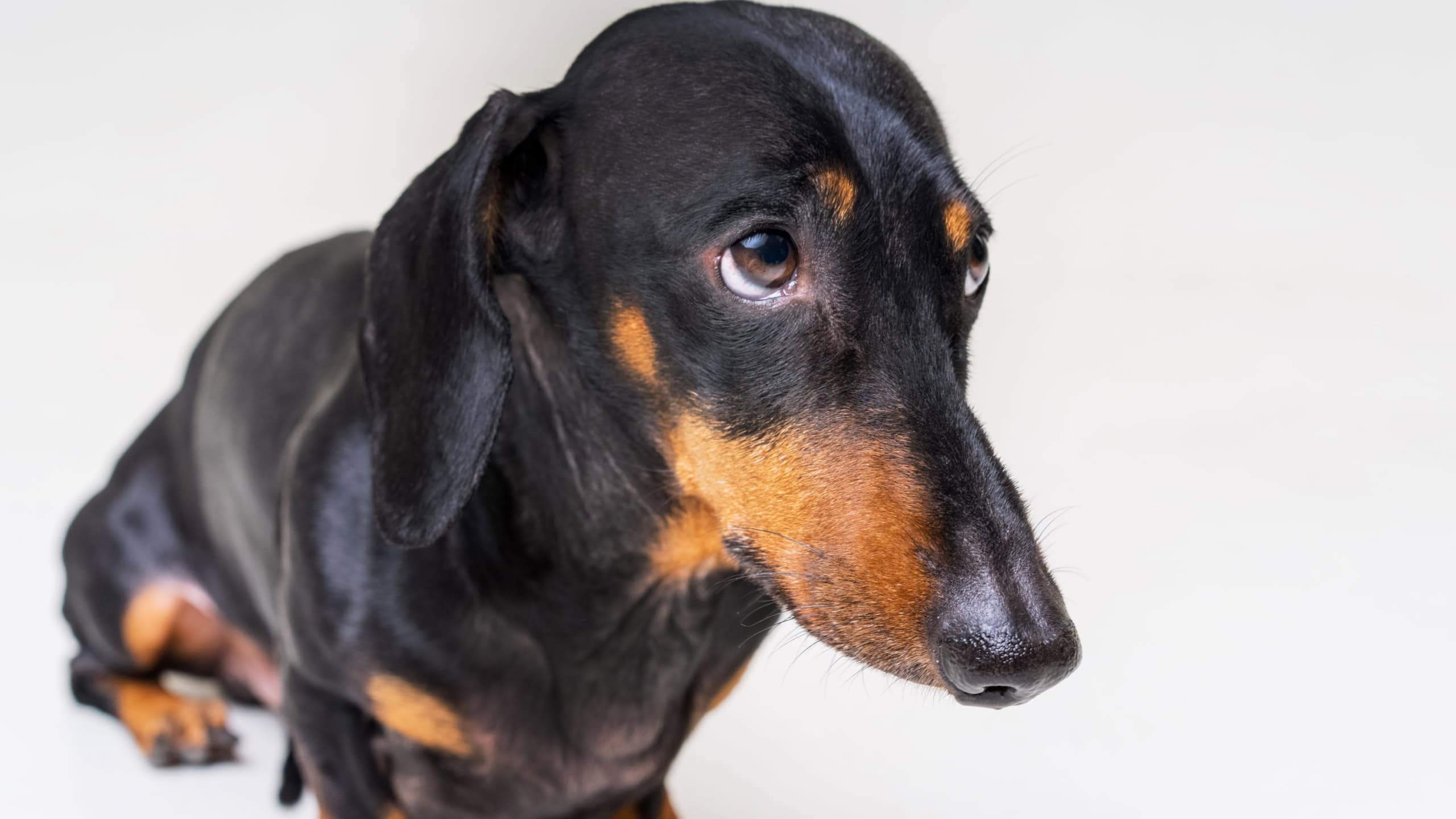dog of the breed of dachshund, black and tan, looks guilty and scary to his master, on a gray background