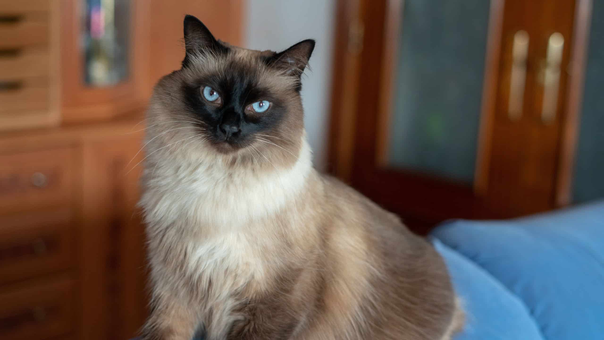 Balinese Siamese Cat