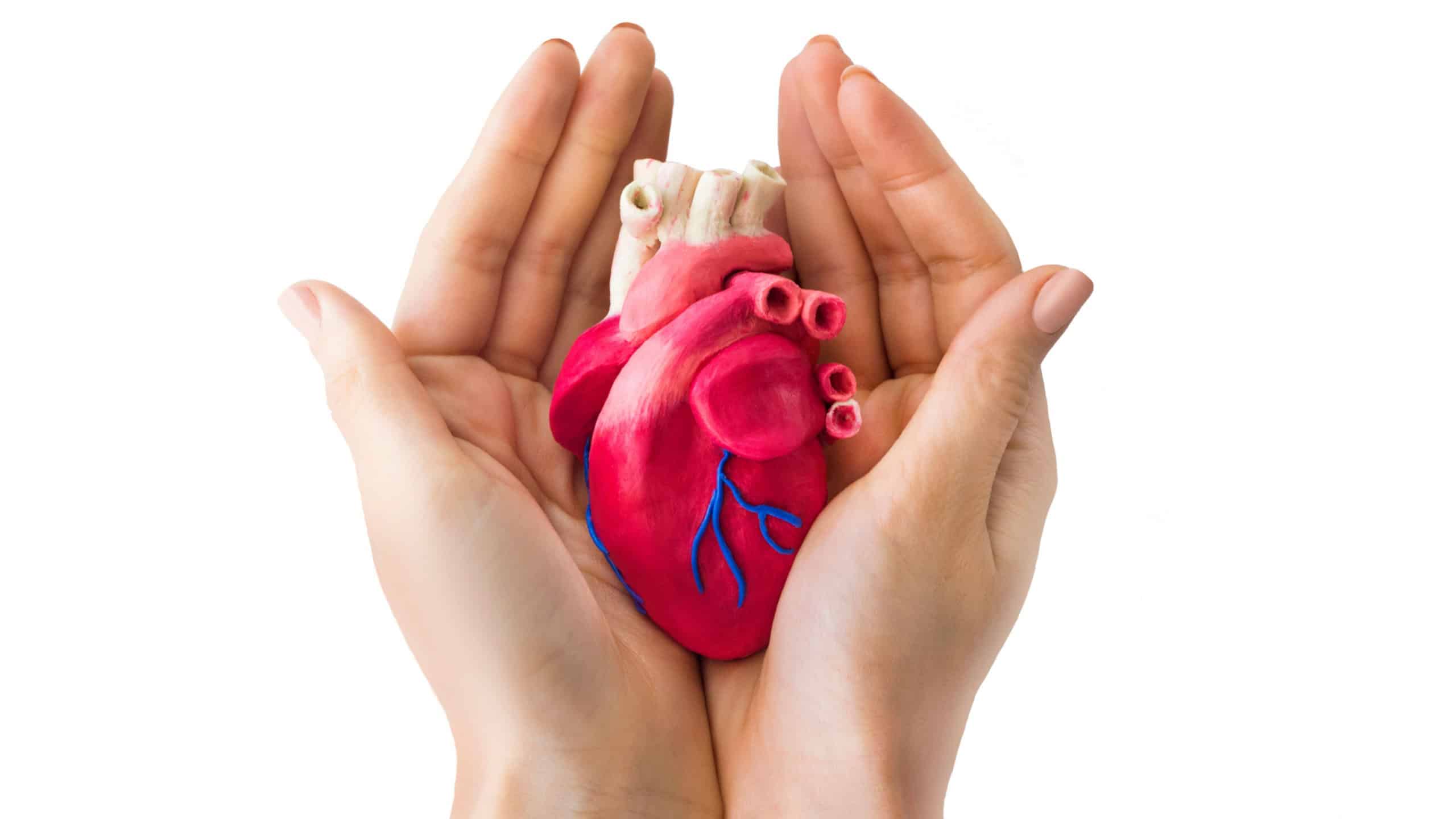 Heart in hand. Plasticine anatomical medical organ isolated on white background. Realistic Heart.