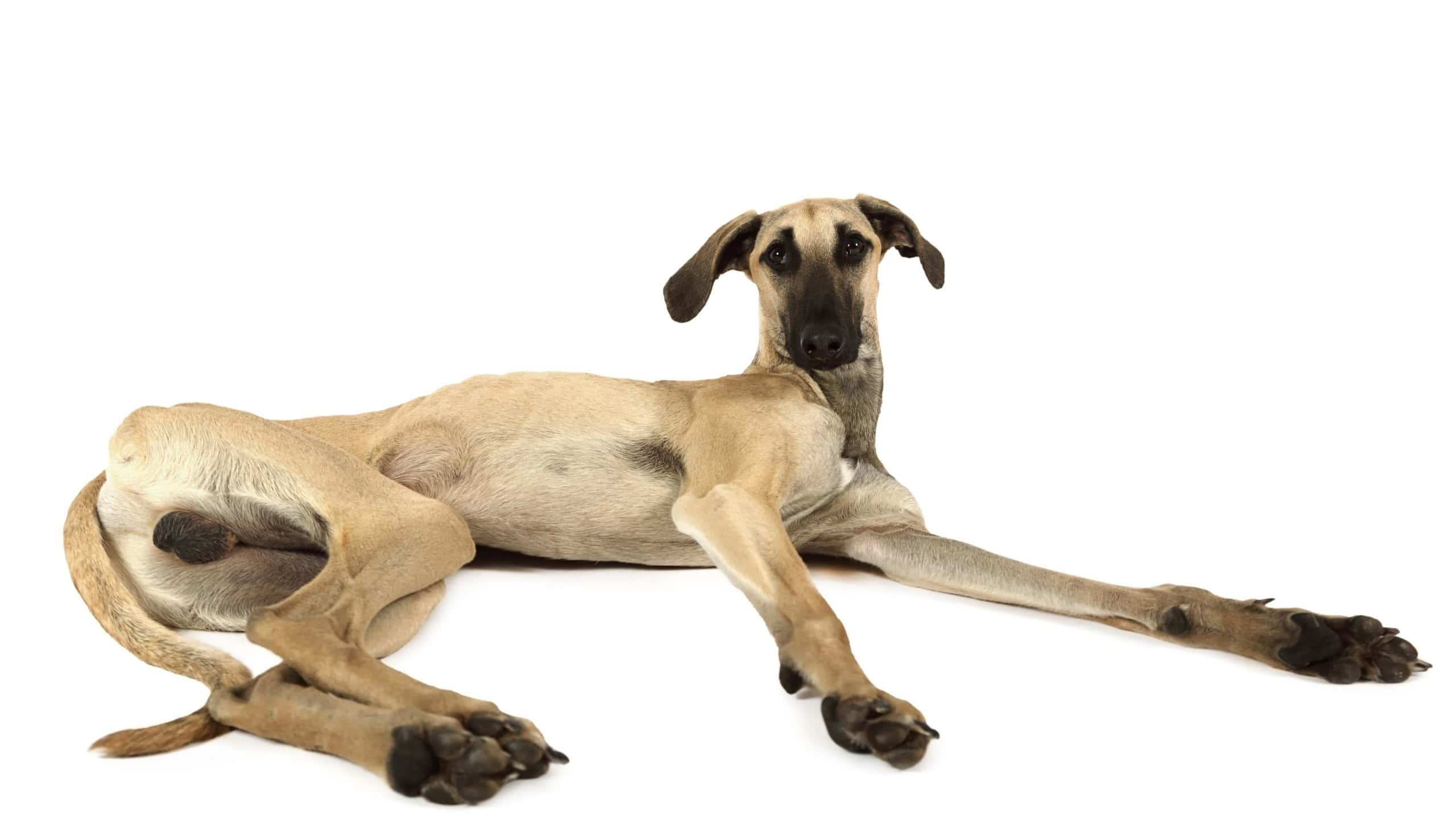 Arabian Sloughi breed dog lying on a white background, isolated on a white