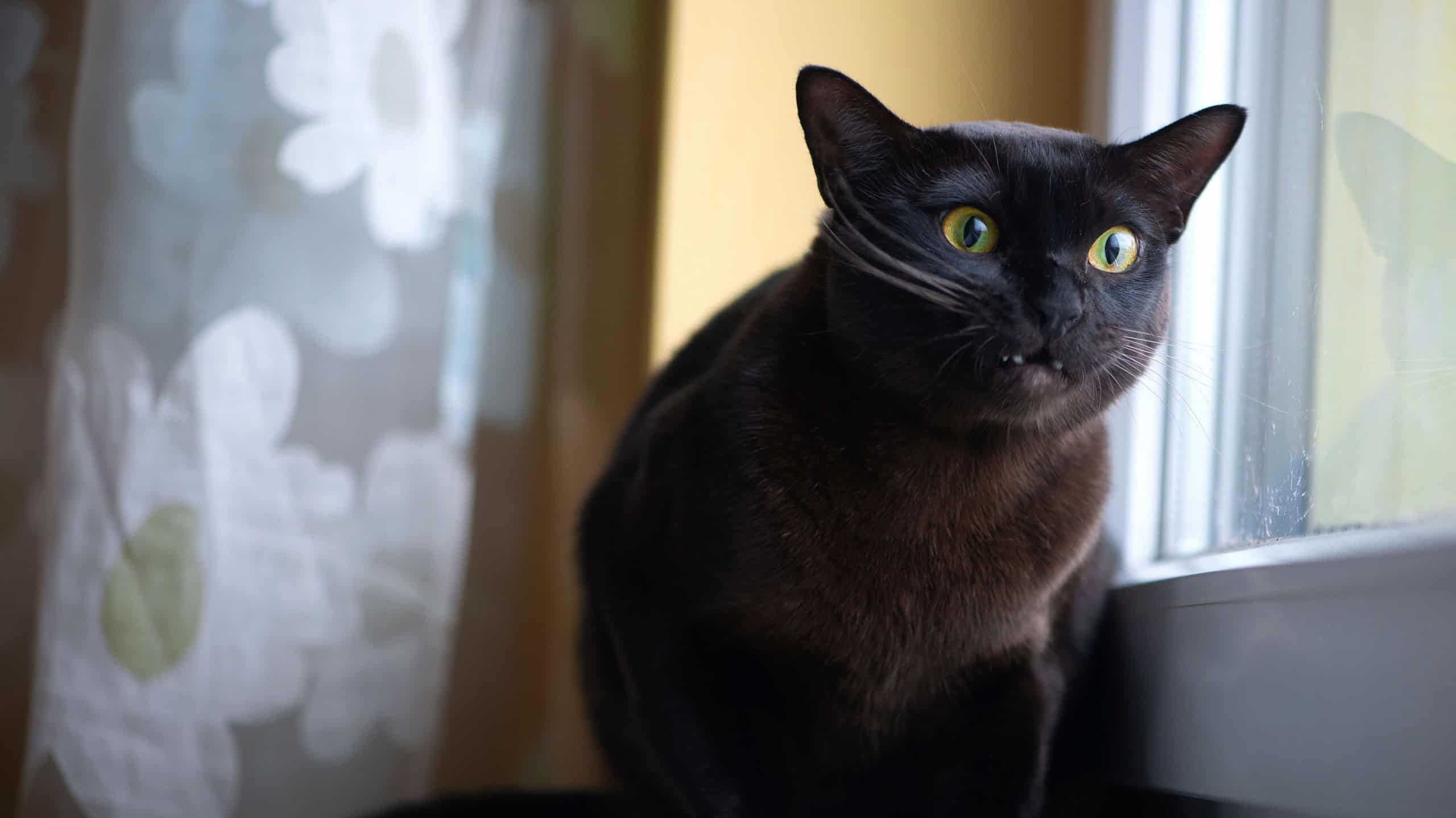 Close up of burmese cat portrait