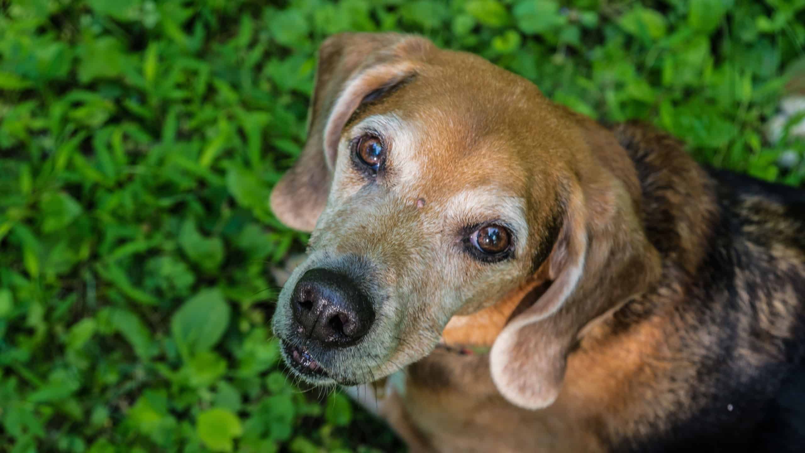 A high angle closeup shot of a cute harrier dog looking up with kind eyes