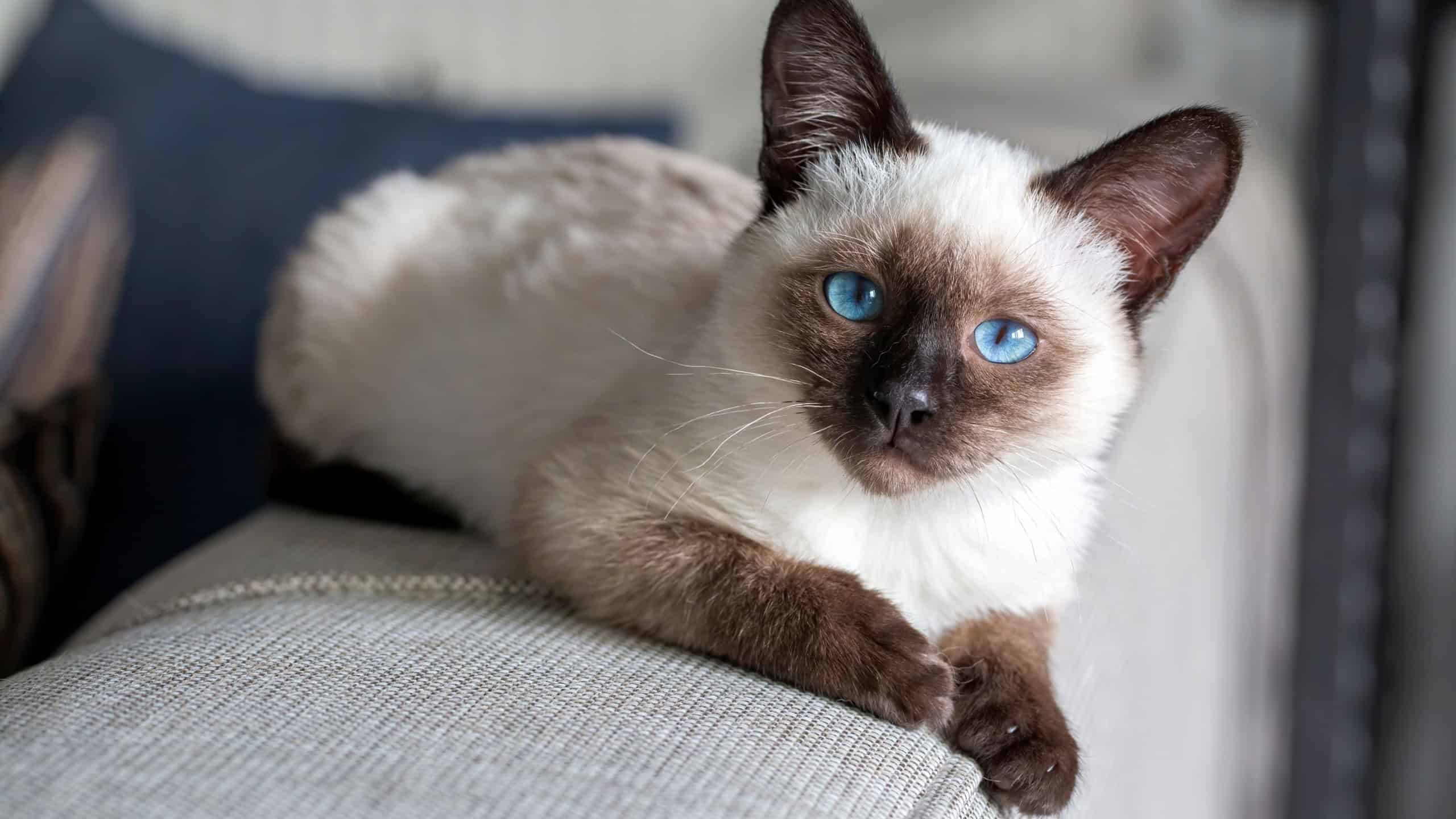 Pet animal; cute siamese kitten