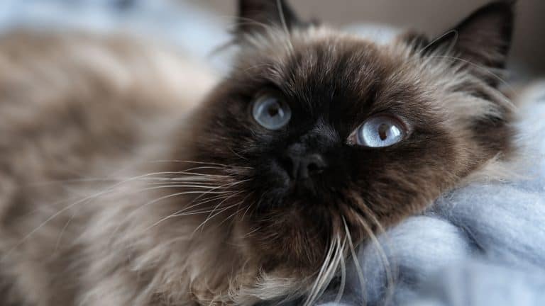 Cute Balinese cat, closeup view. Fluffy pet