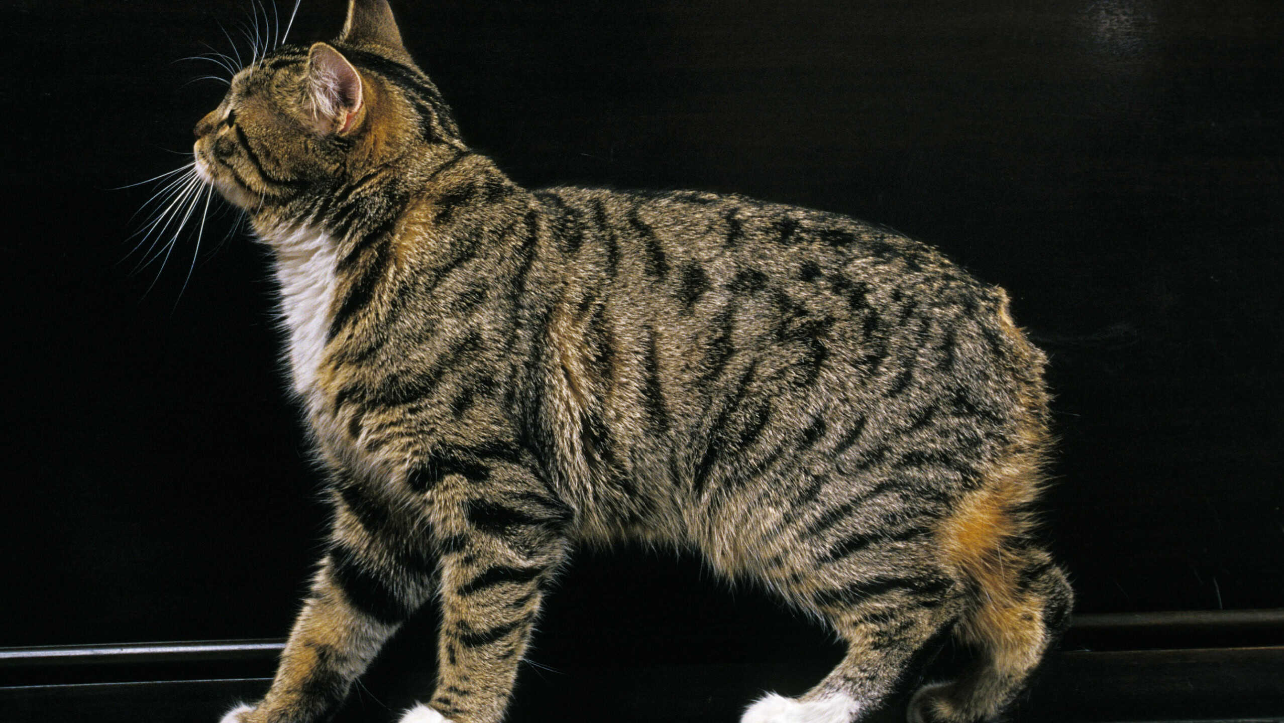 Manx Domestic Cat, Tailless Breed