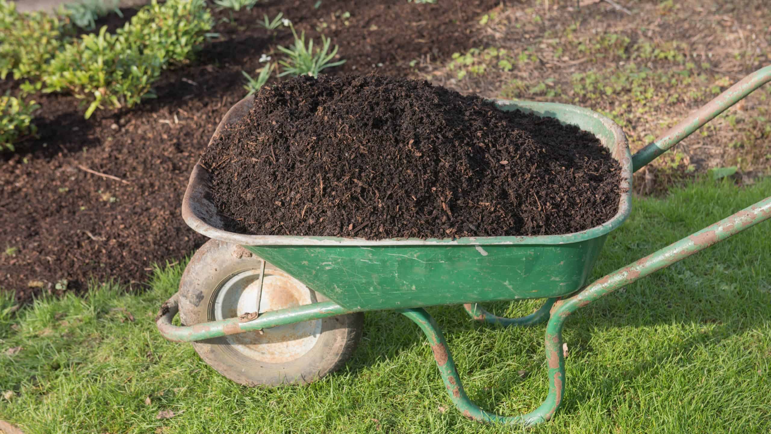 Vintage Wheelbarrow full of Organic Mulch on a Lawn by a Herbaceous Border in a Garden in Rural Devon, England, UK