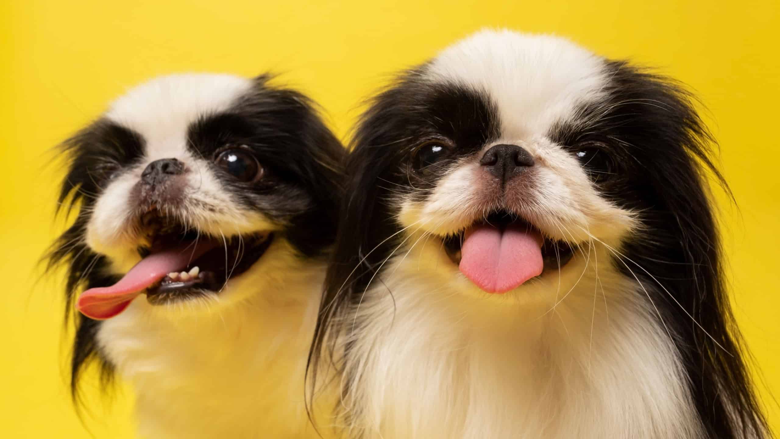 Two dogs Japanese Chin against yellow background