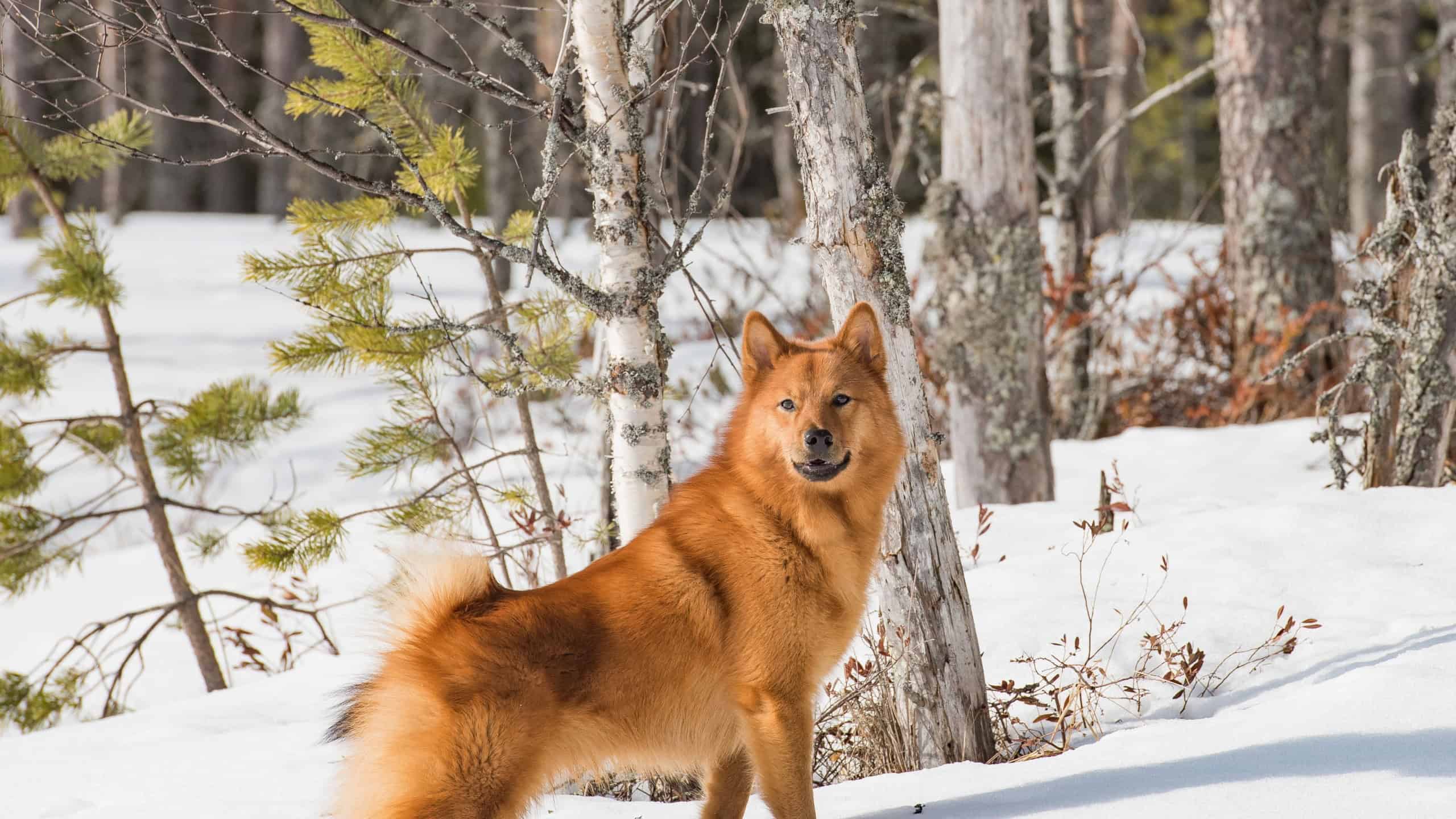 A Young Finnish Spitz dog standing in the boreal forest on a sunny winter day