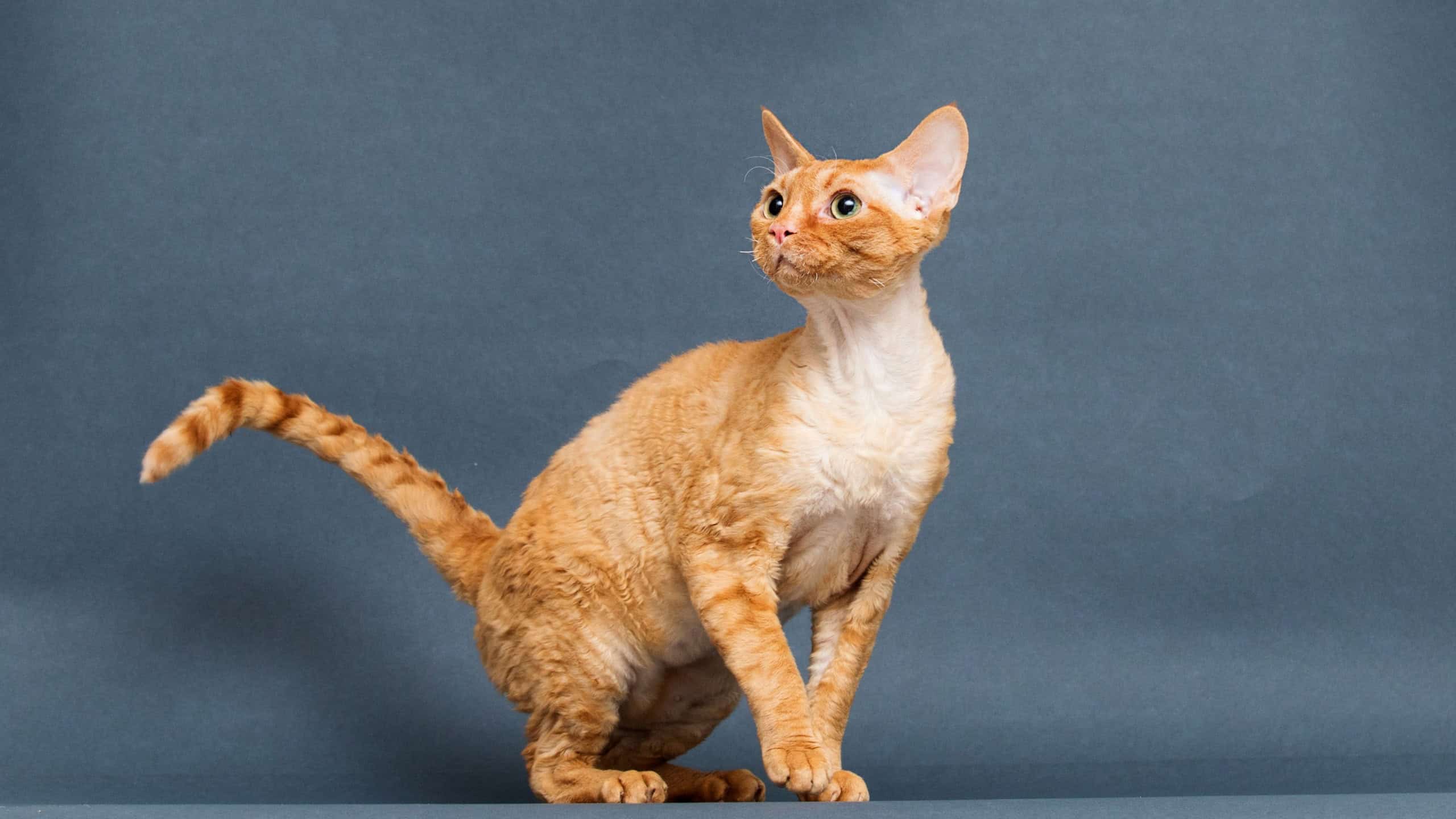Red cat on a gray background Cornish Rex breed