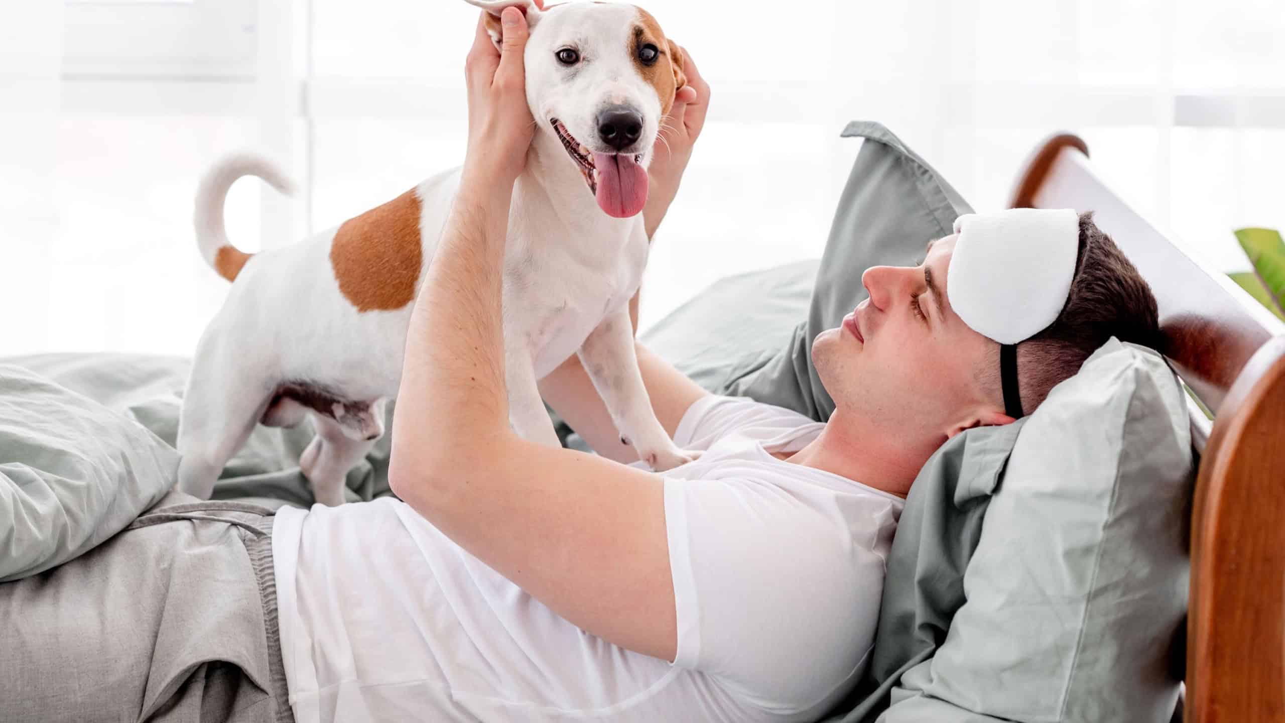 Man playing with dog in the bed in the morning time. Young guy wakes up and doggy pet standing on him and looking at the camera. Concept of friendship beetween human and animal