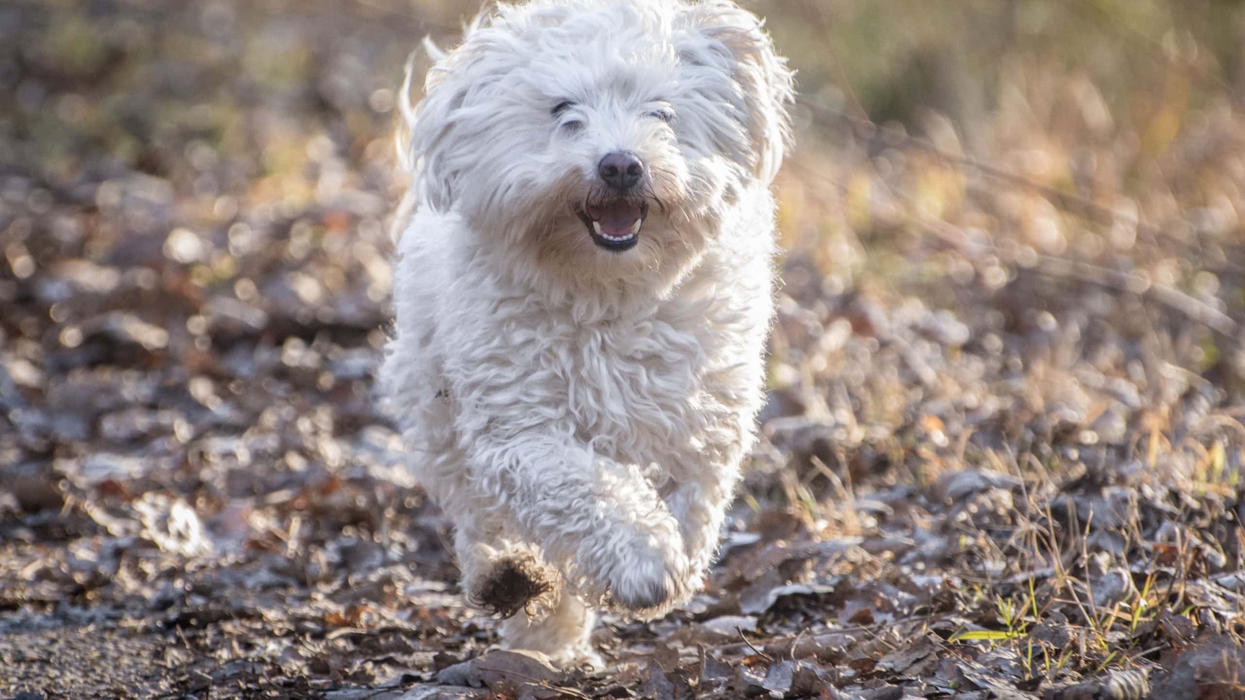 A cute funny white Bolognese dog running outdoors during a daytime