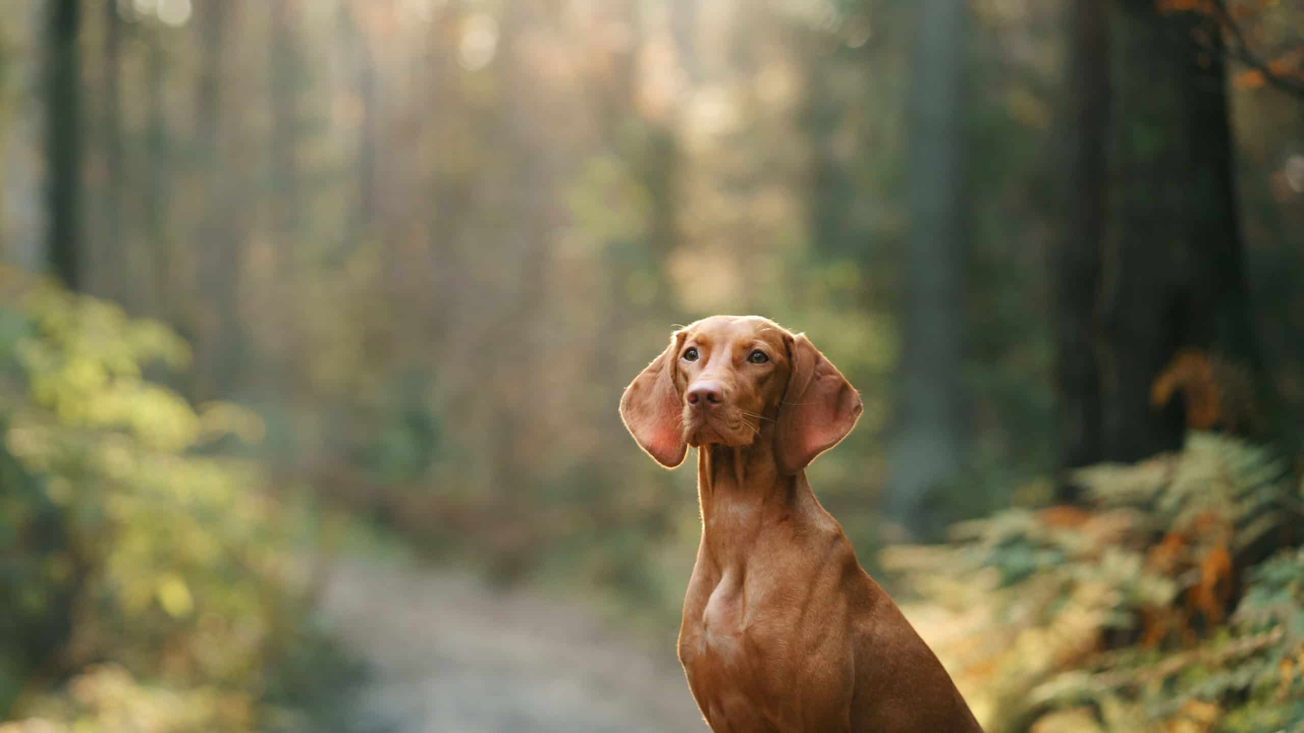 Hungarian Vizsla in the autumn forest. Pet in leaf fall. Atmospheric photo in nature