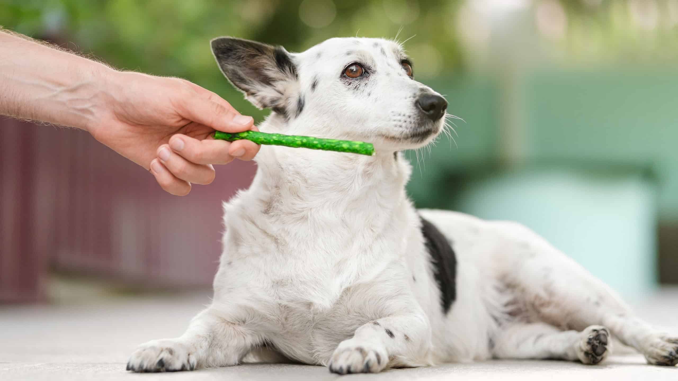 Cute black and white mix-breed dog refuses green snack treat from a man's hand.