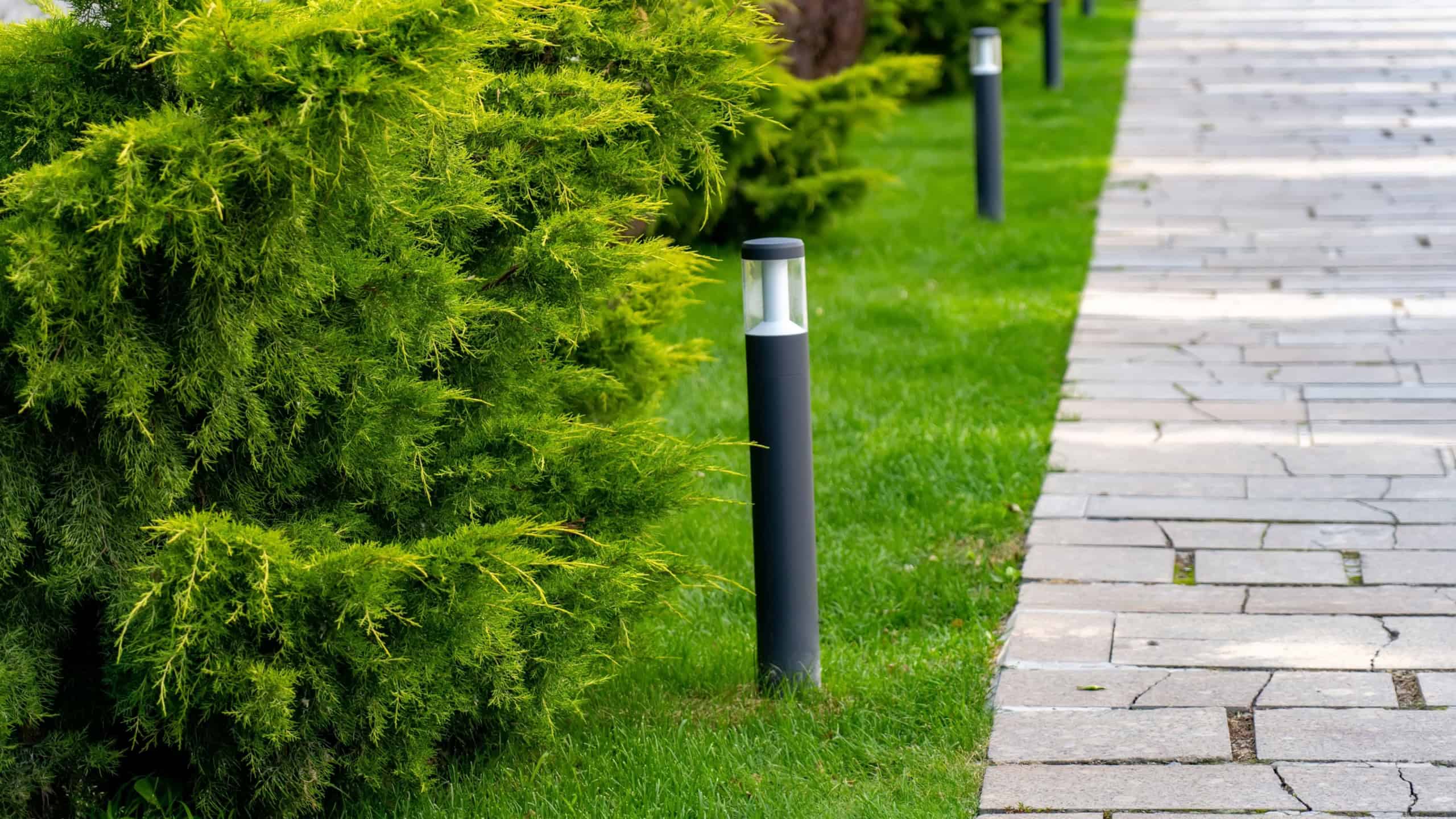 Row of ground street lights on lawn with thuja on border with pedestrian pathway made of paving slabs in park