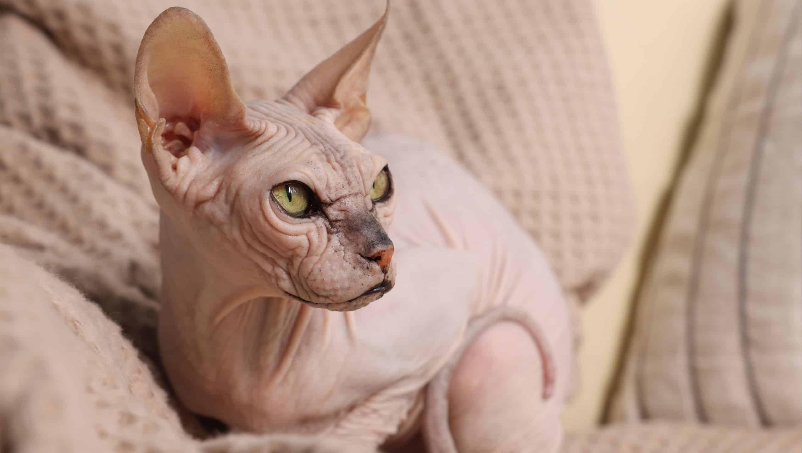 Beautiful Sphynx cat relaxing on sofa at home, closeup. Lovely pet