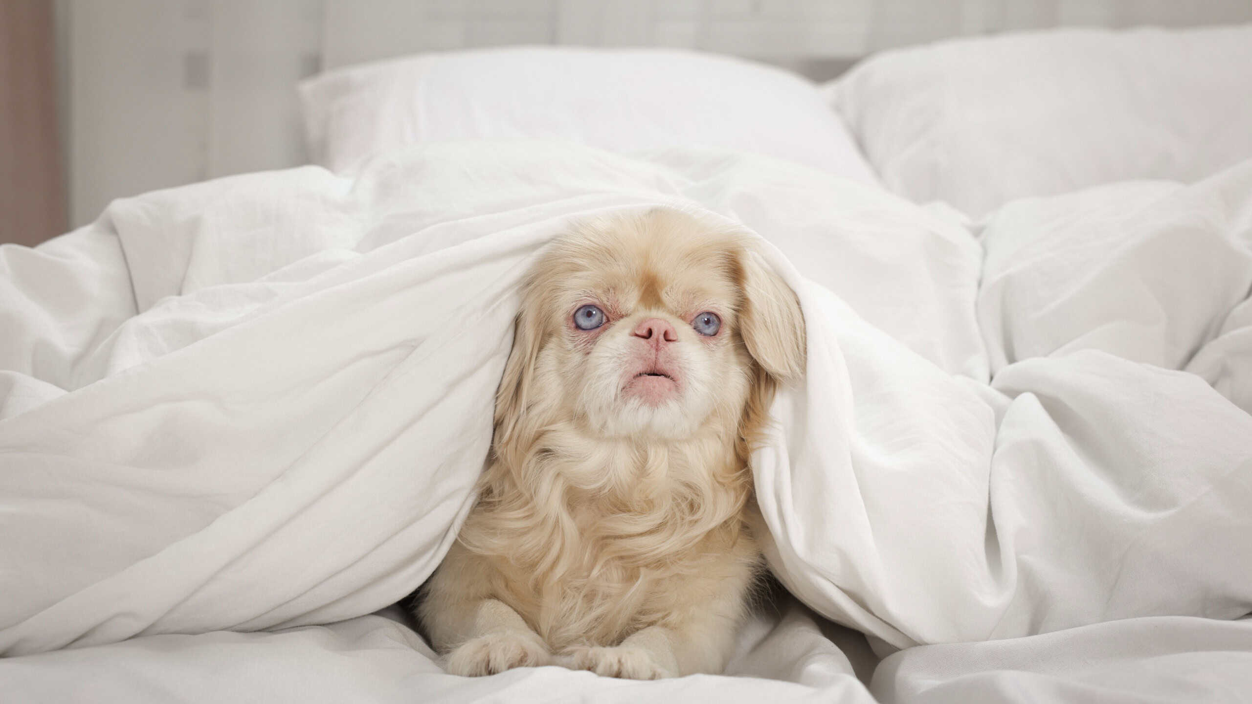 Cute Pekingese dog wrapped in blanket on bed indoors