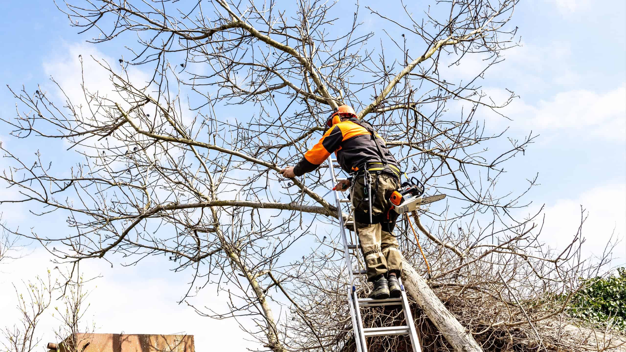 arborist saws old walnut tree over roof in country yard on sunny spring day