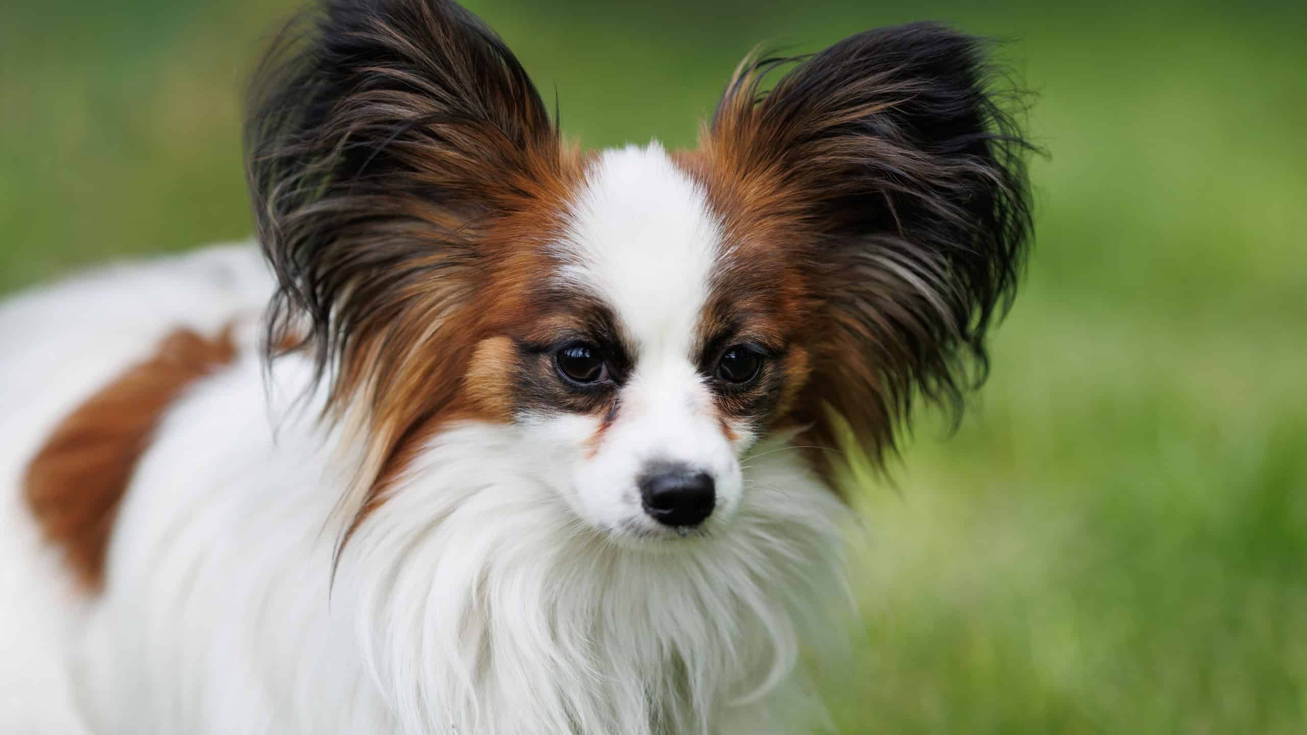 Portrait of a purebred Papillon dog on a background of green grass