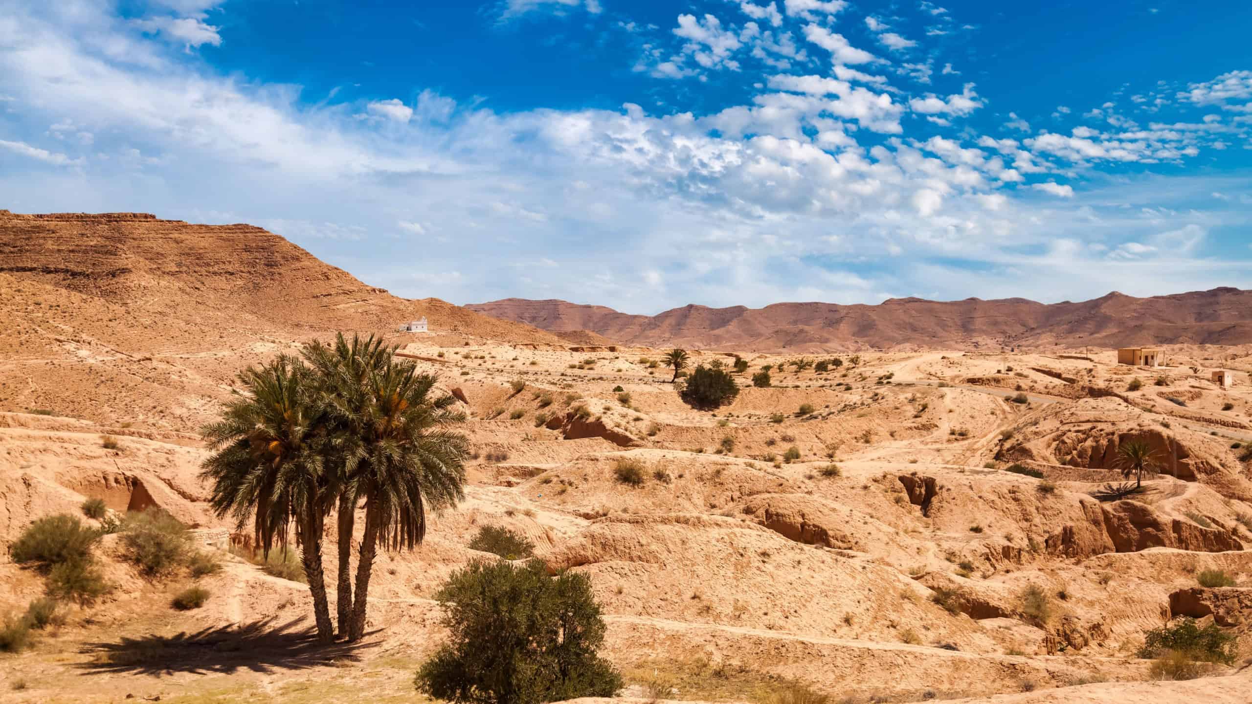Landscape photography of Sahara desert hills with sand dunes and palm tree, vegetation and blue sky. View of expanses of sandy desert summer sunny day, Sahara, Tozeur, Tunisia, Africa. Copy text space