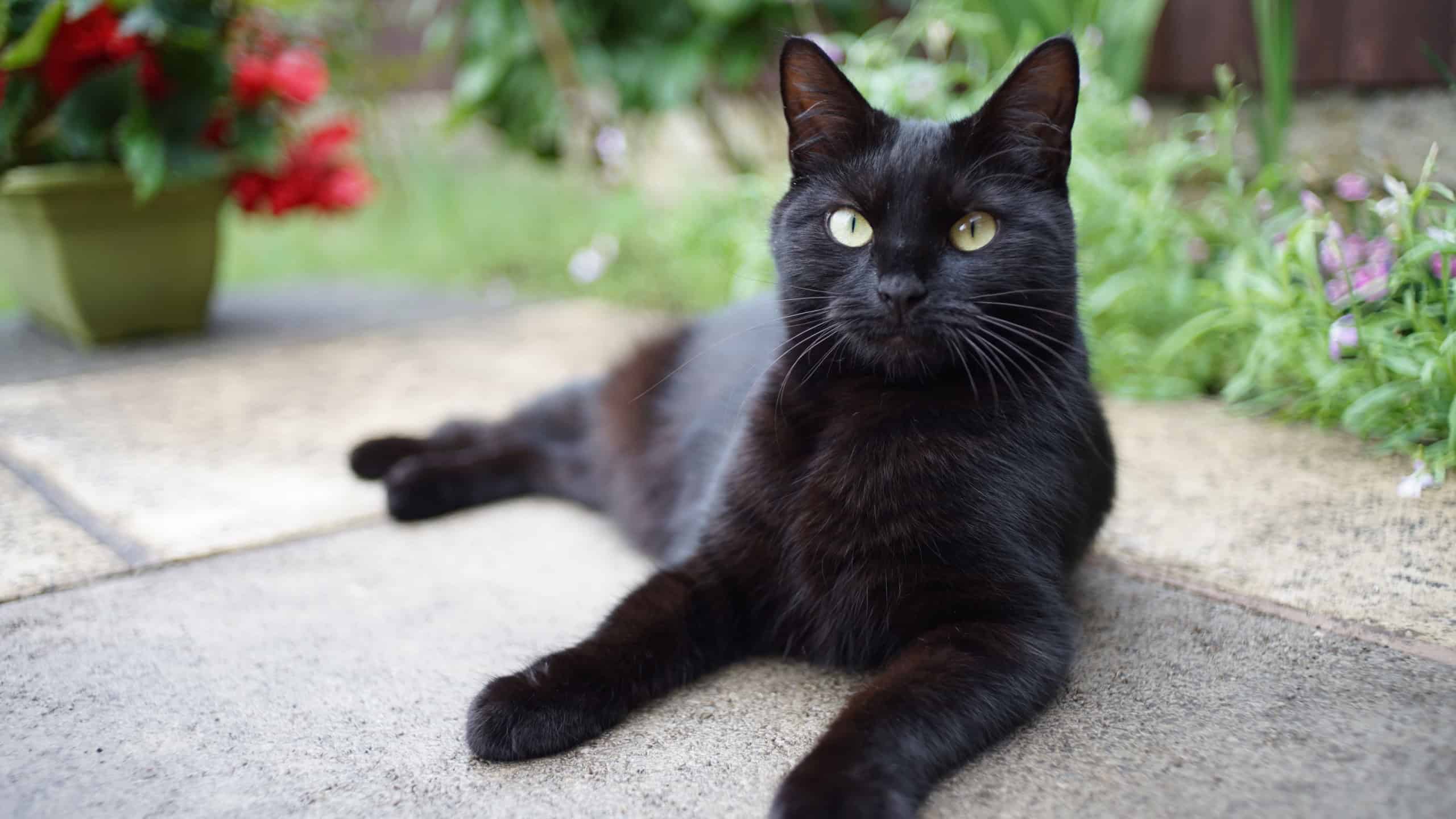 A shallow focus shot of the black Bombay cat sitting on the ground
