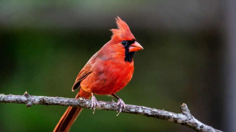 A beautiful male northern cardinal perched on a tree branch.