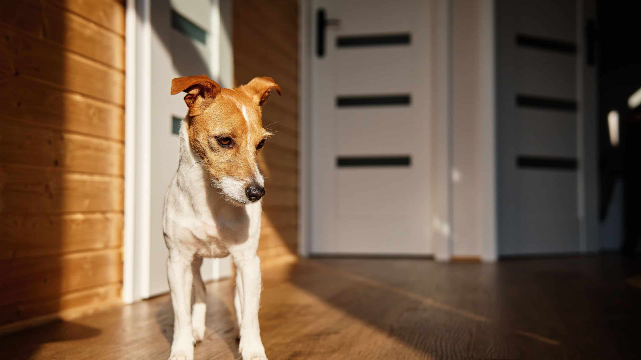 Cute dog at home. Jack Russell terrier puppy standing on floor in living room interior